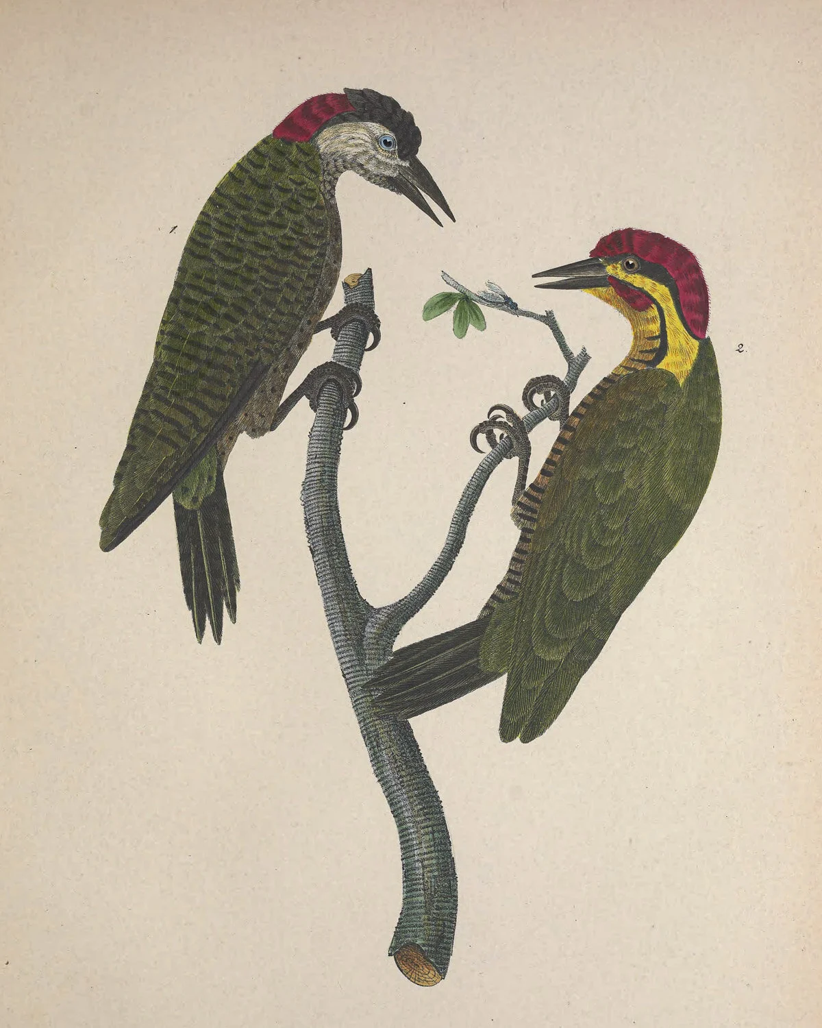 Red-capped Picus.jpg