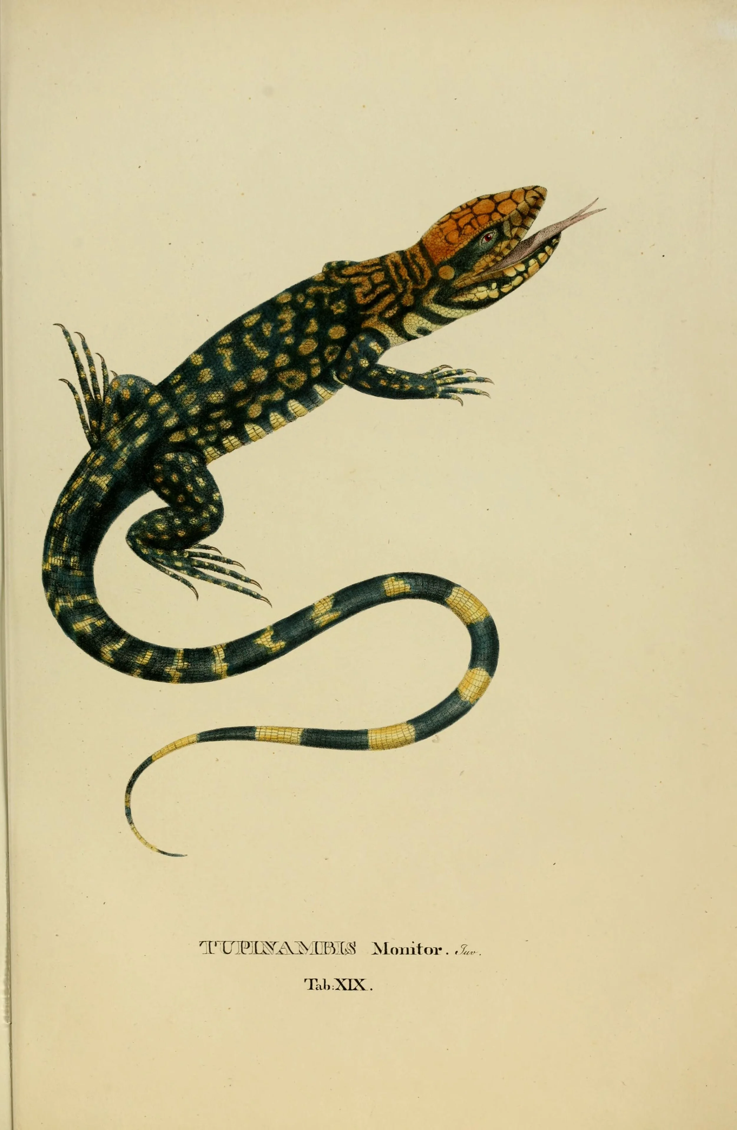 animalianovasive1825spix_0085.jpg