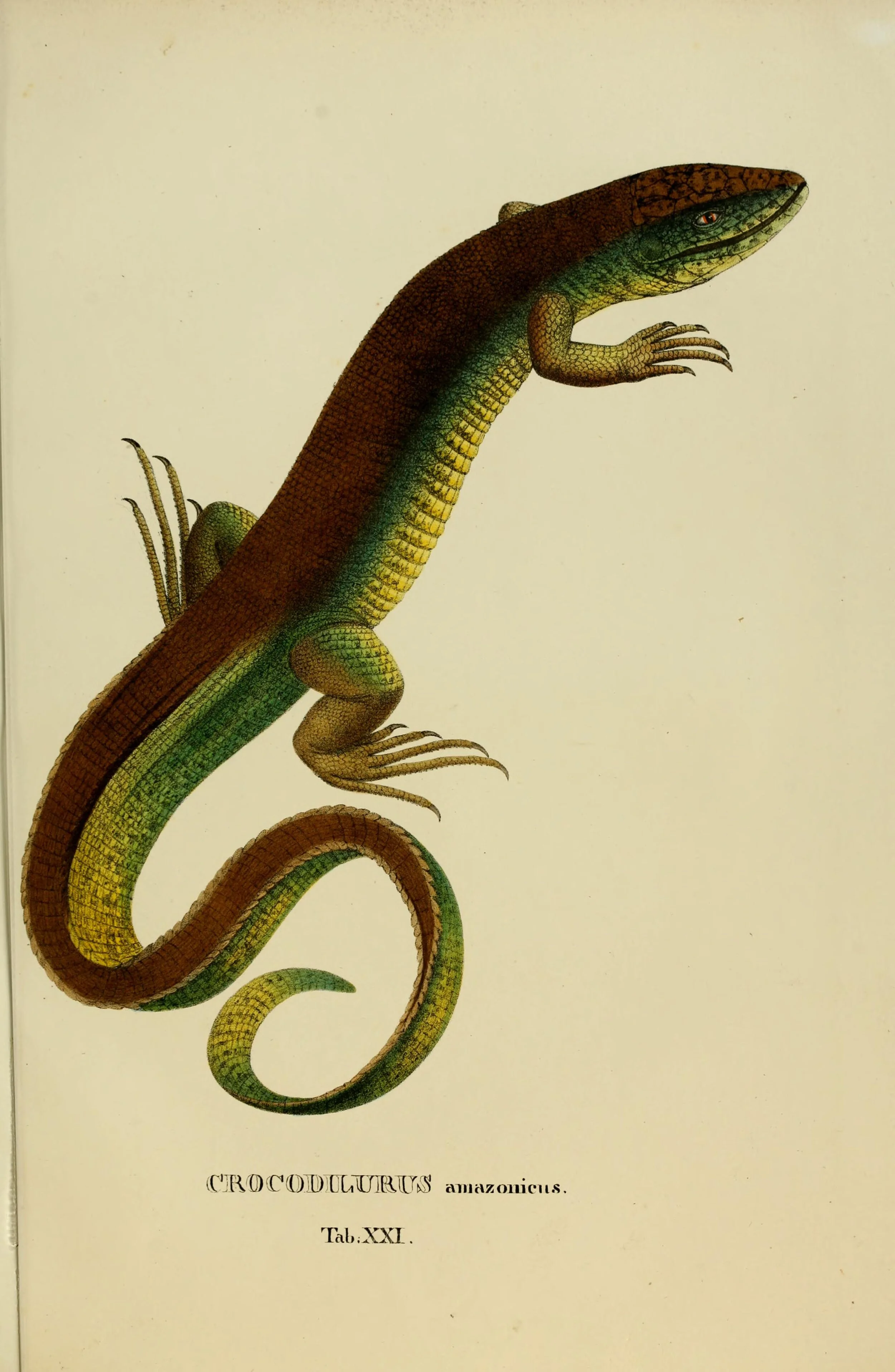animalianovasive1825spix_0089.jpg