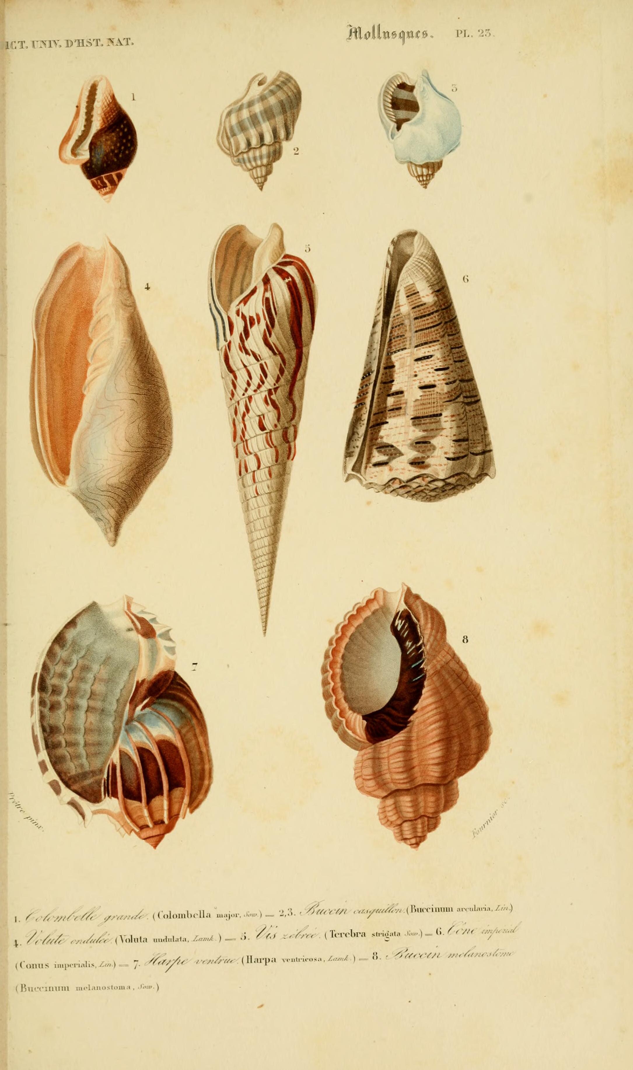 dictionnaireuniv16orbi_0075.jpg