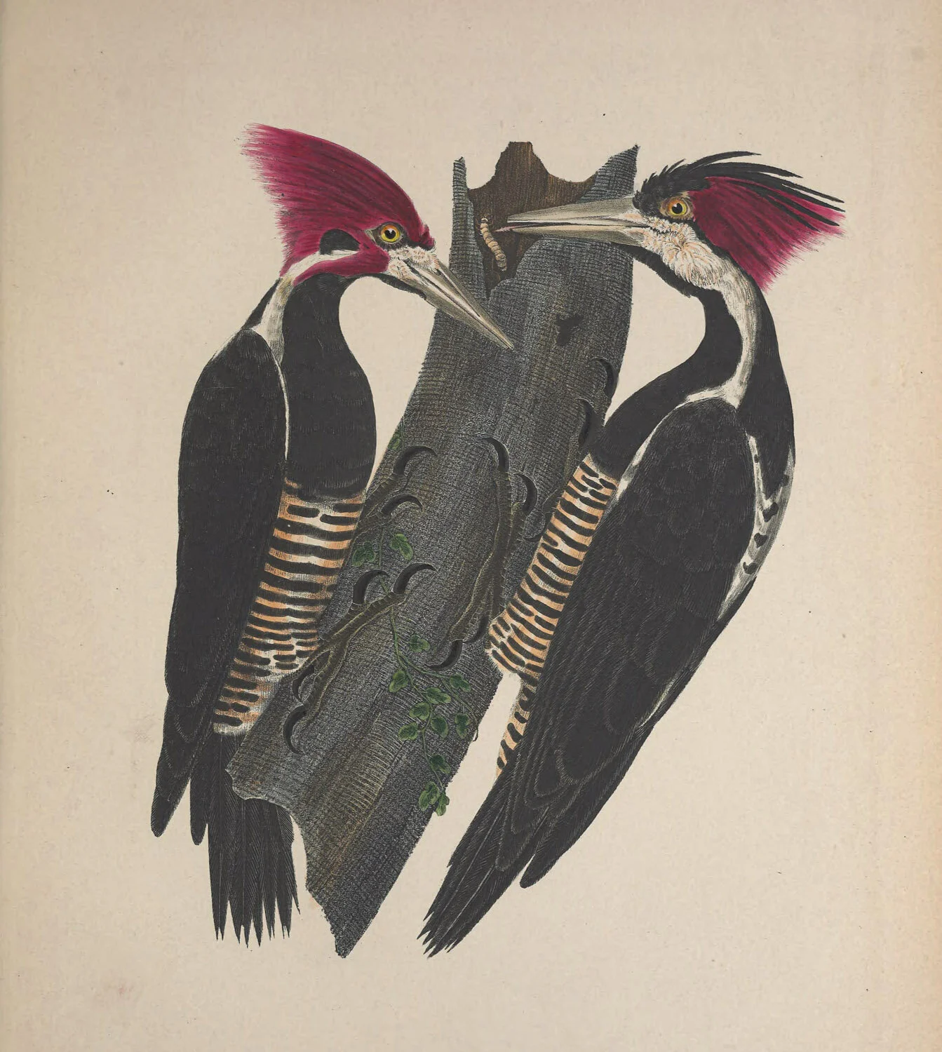 Albirostris Picus