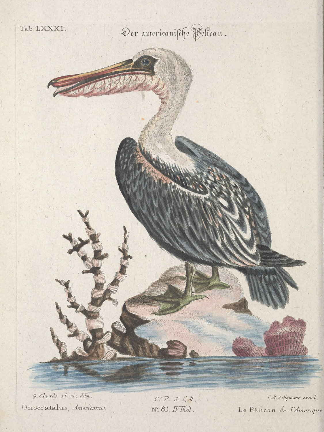 American Pelican