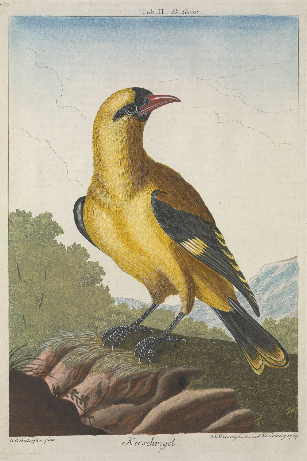 Cherry Bird