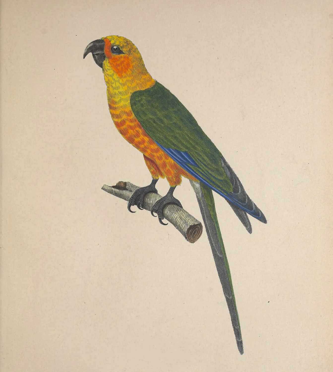 Chrysocephalus Aratinga