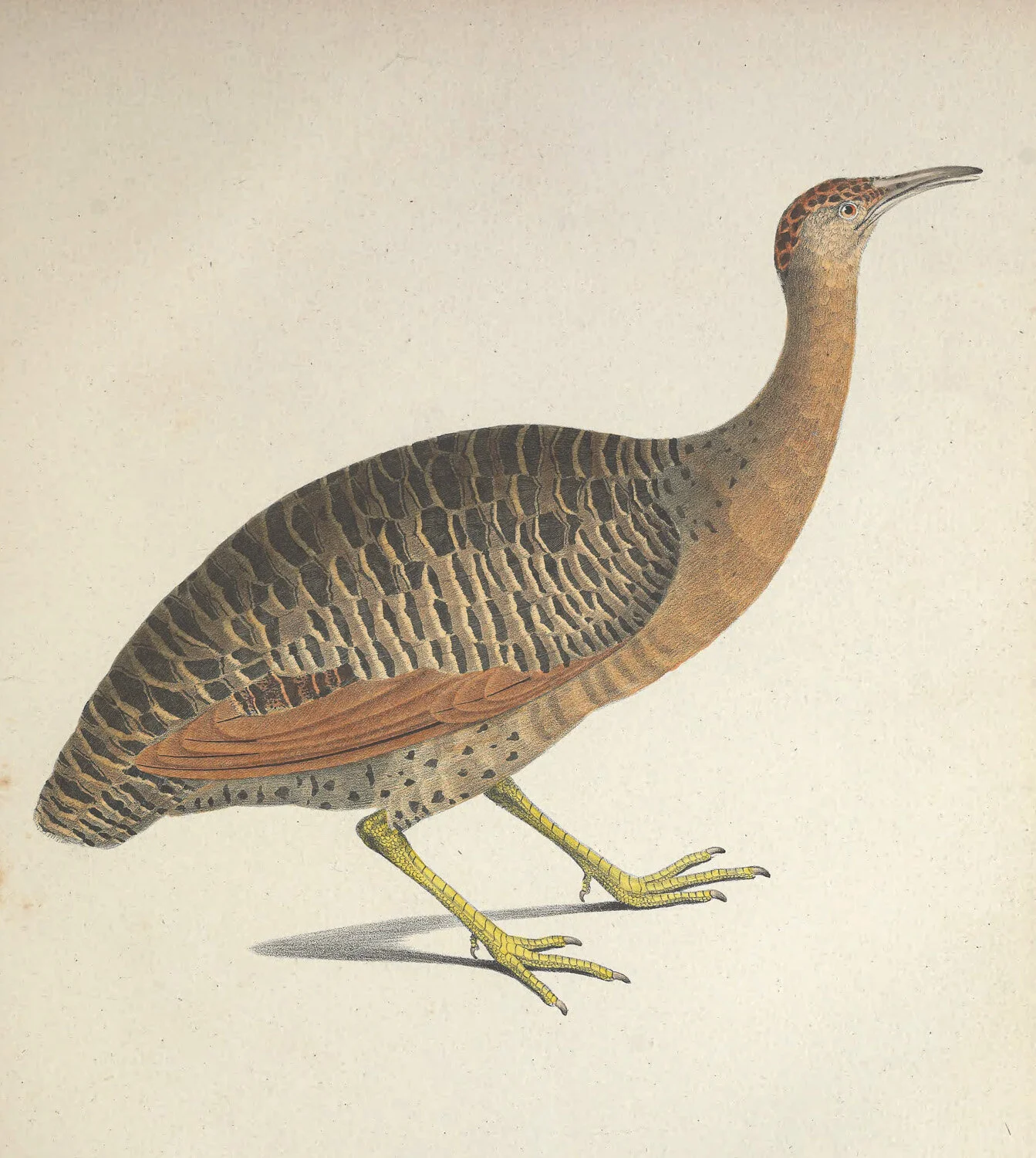 Fasciatus Rhynchotus