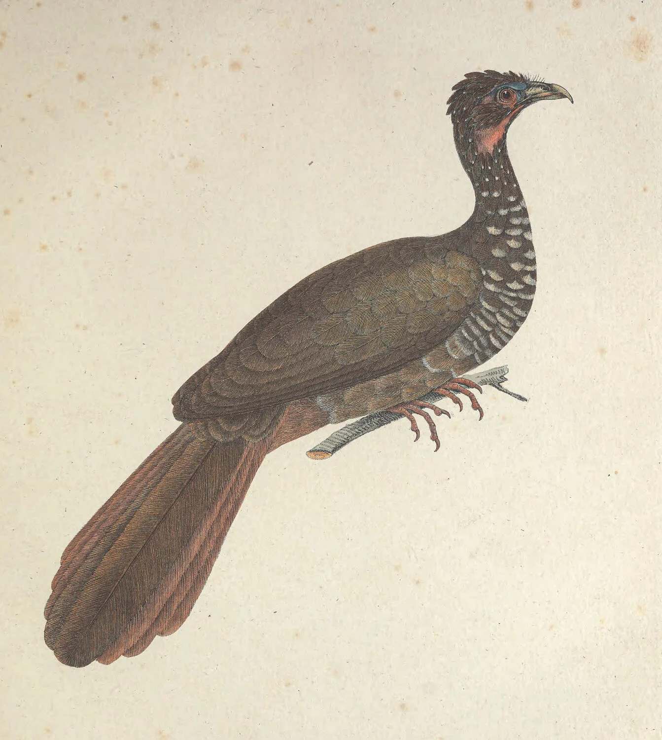Guttata Penelope