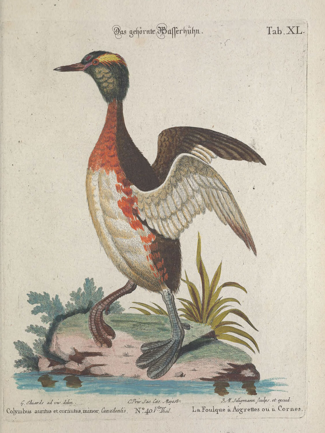 Horned Coot