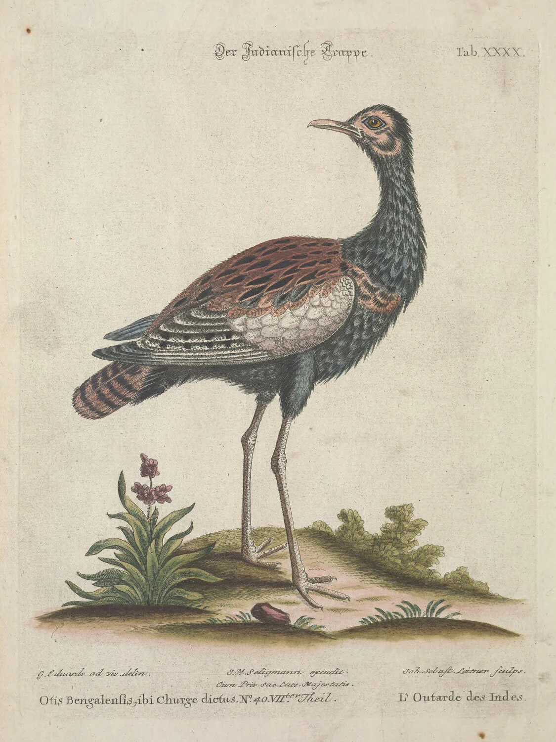 Indian Bustard
