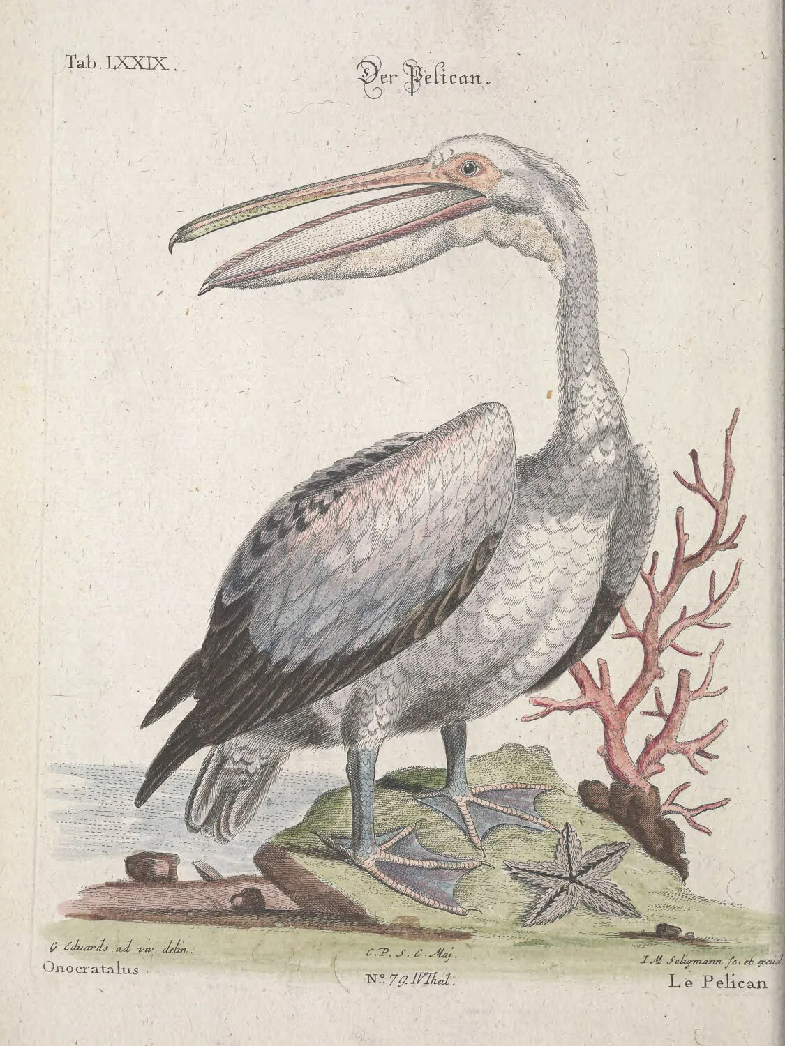Pelican