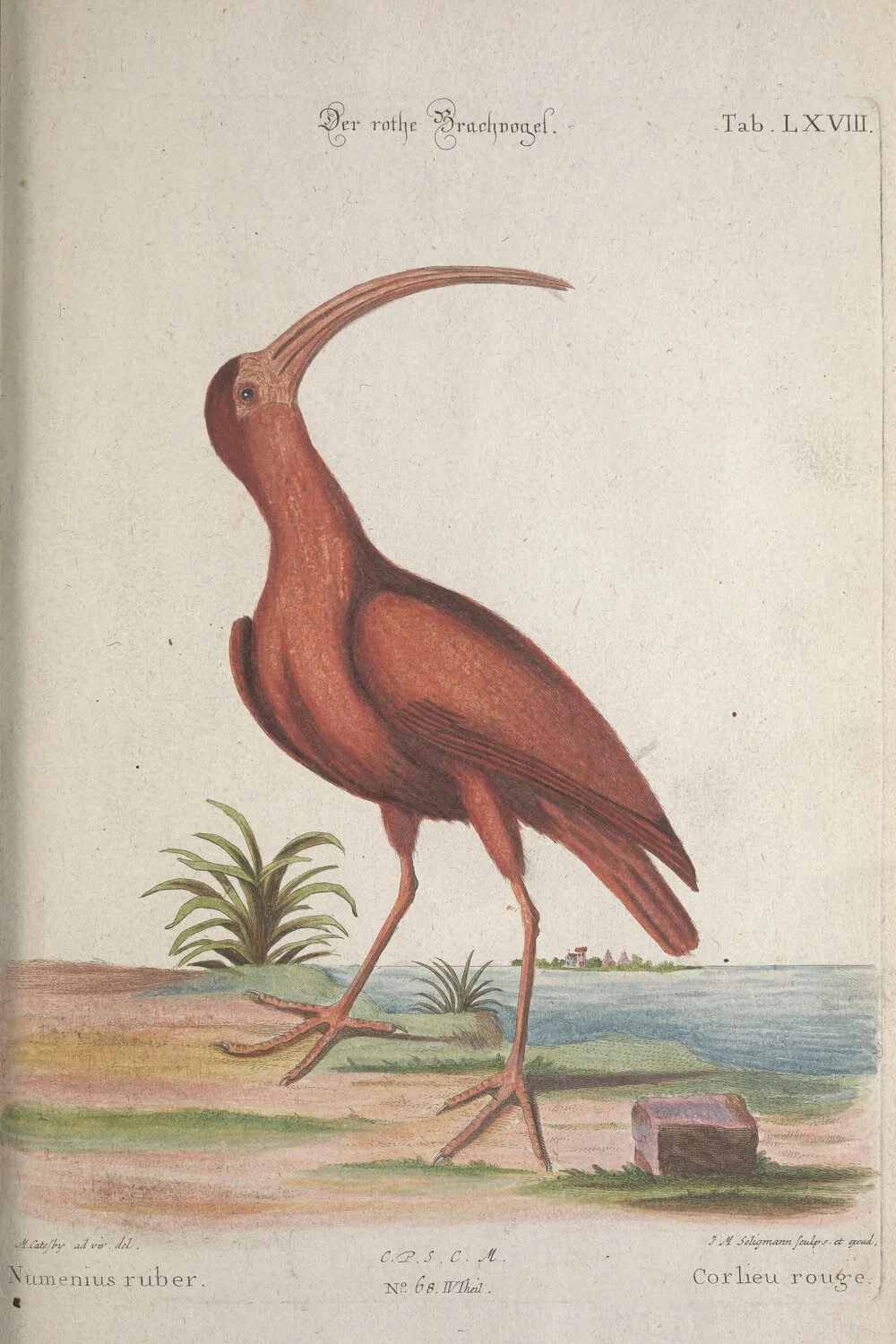 Red Curlew