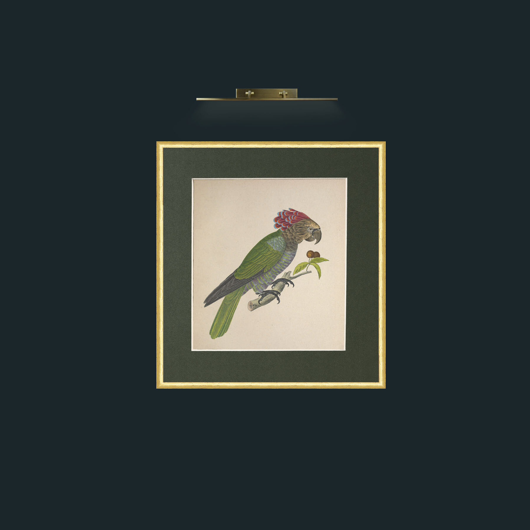 Art- Accipitrinus PsittacsFrame-3RoundedGilt-Mount-2Green-Art- Accipitrinus Psittacs.jpg