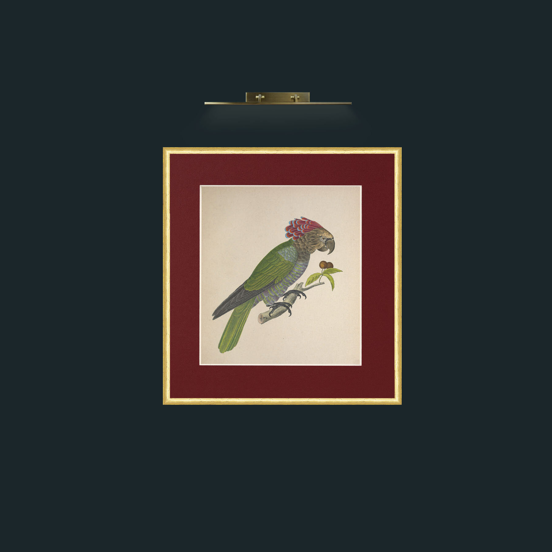 Art- Accipitrinus PsittacsFrame-3RoundedGilt-Mount-4Red-Art- Accipitrinus Psittacs.jpg