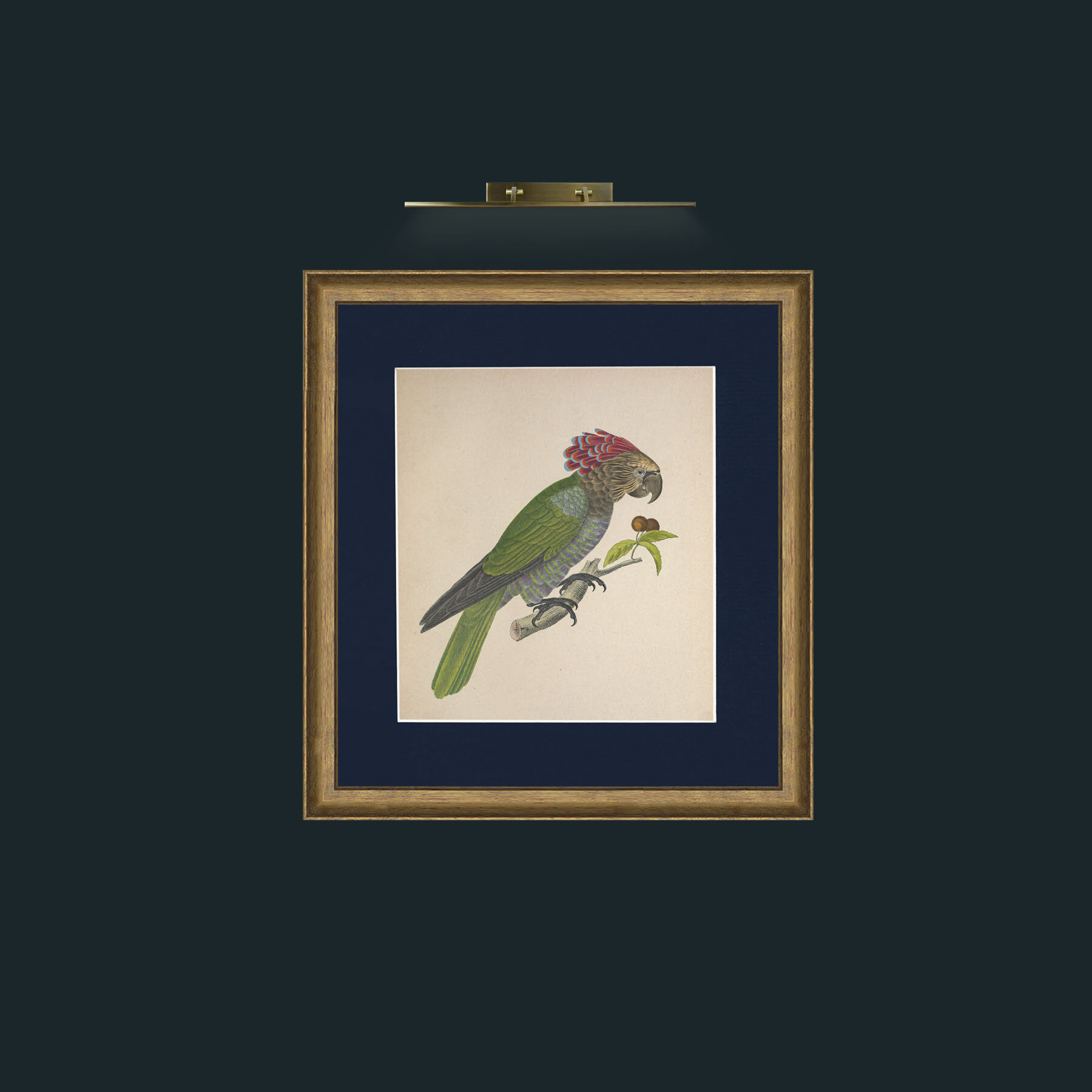 Art- Accipitrinus PsittacsFrame-8RedGreenGilt-Mount-3Blue-Art- Accipitrinus Psittacs.jpg