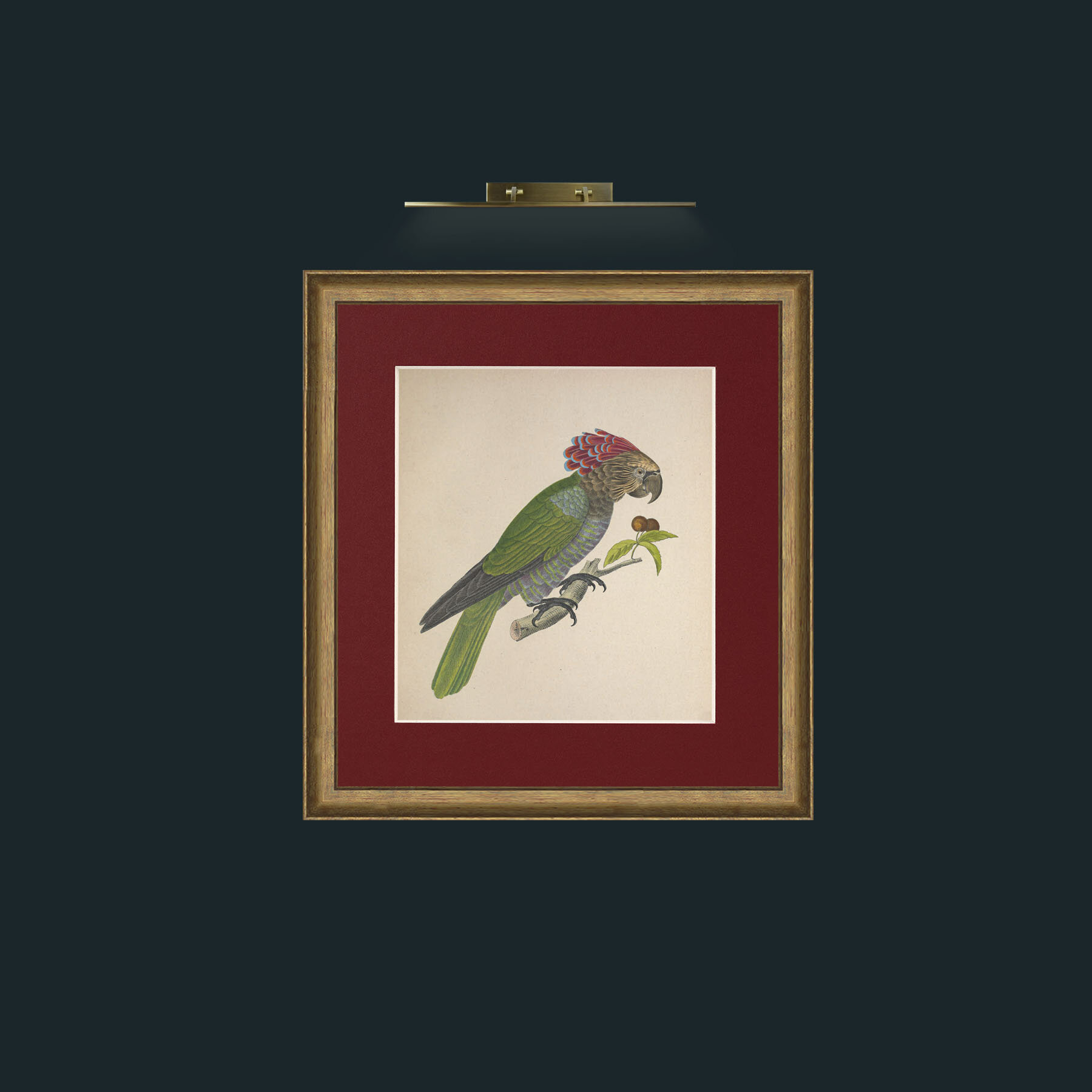 Art- Accipitrinus PsittacsFrame-8RedGreenGilt-Mount-4Red-Art- Accipitrinus Psittacs.jpg