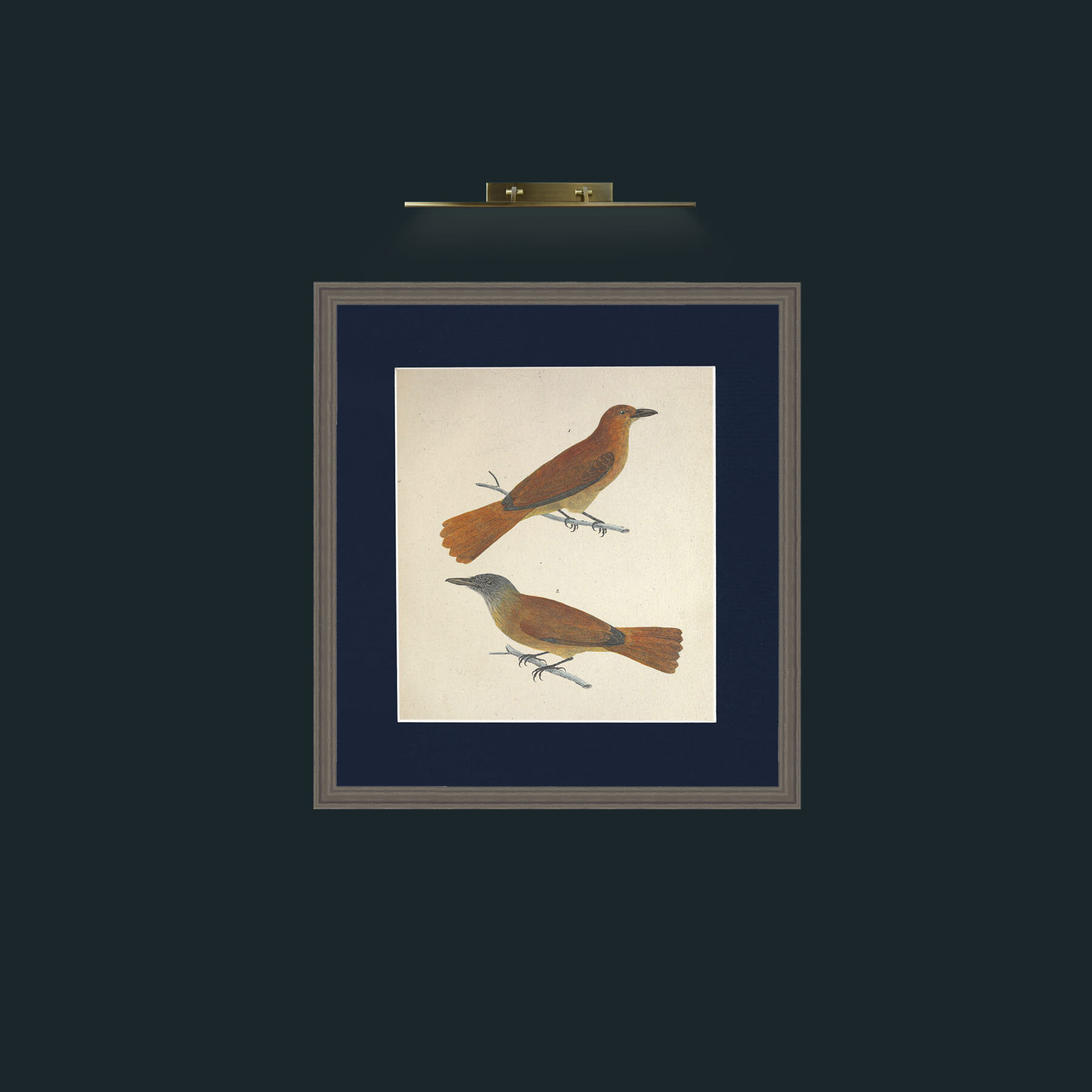 Art- Muscicapa 2Frame-6Grey-Mount-3Blue-Art- Muscicapa 2.jpg