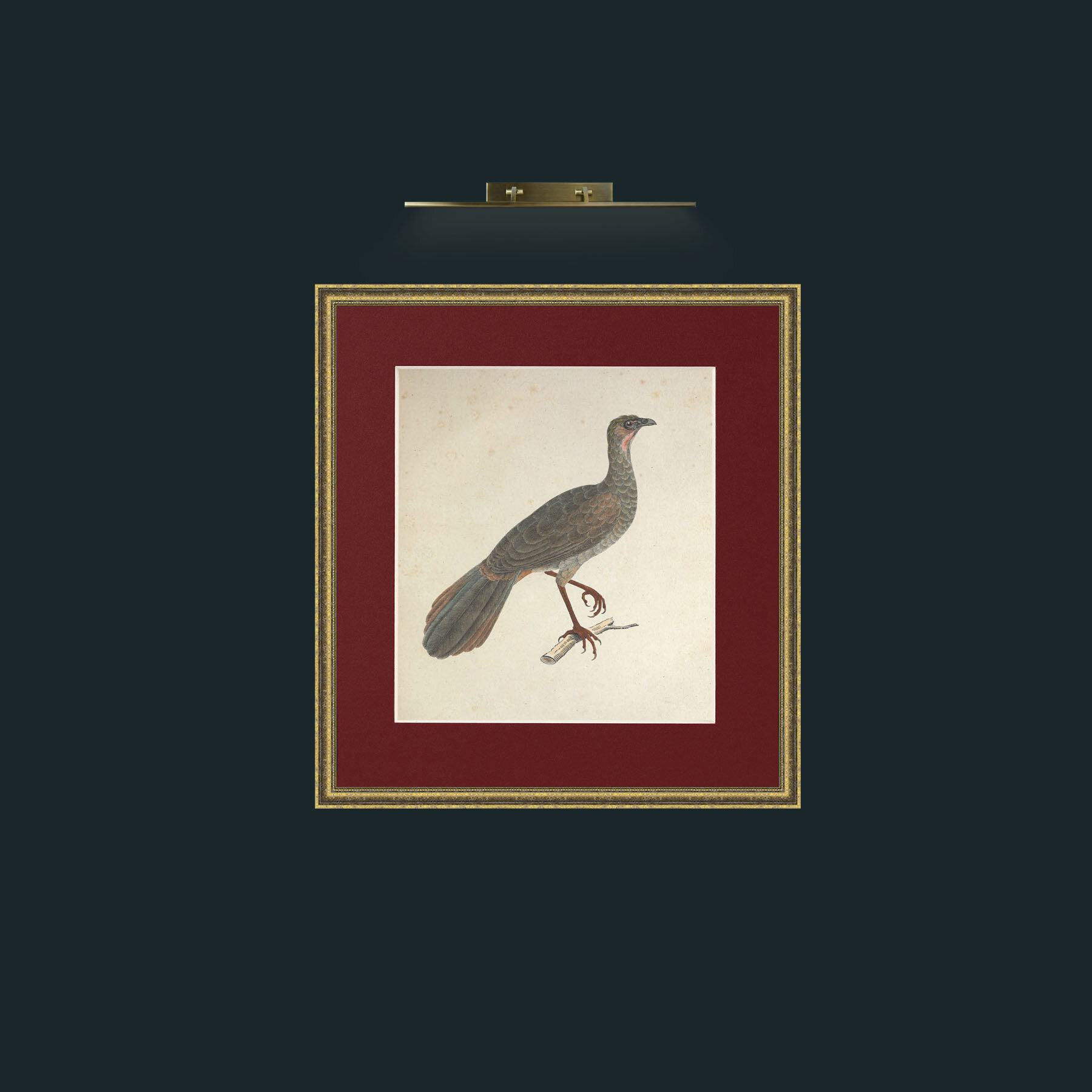 Art-Aracuan PenelopeFrame-1GiltTextured-Mount-4Red-Art-Aracuan Penelope.jpg
