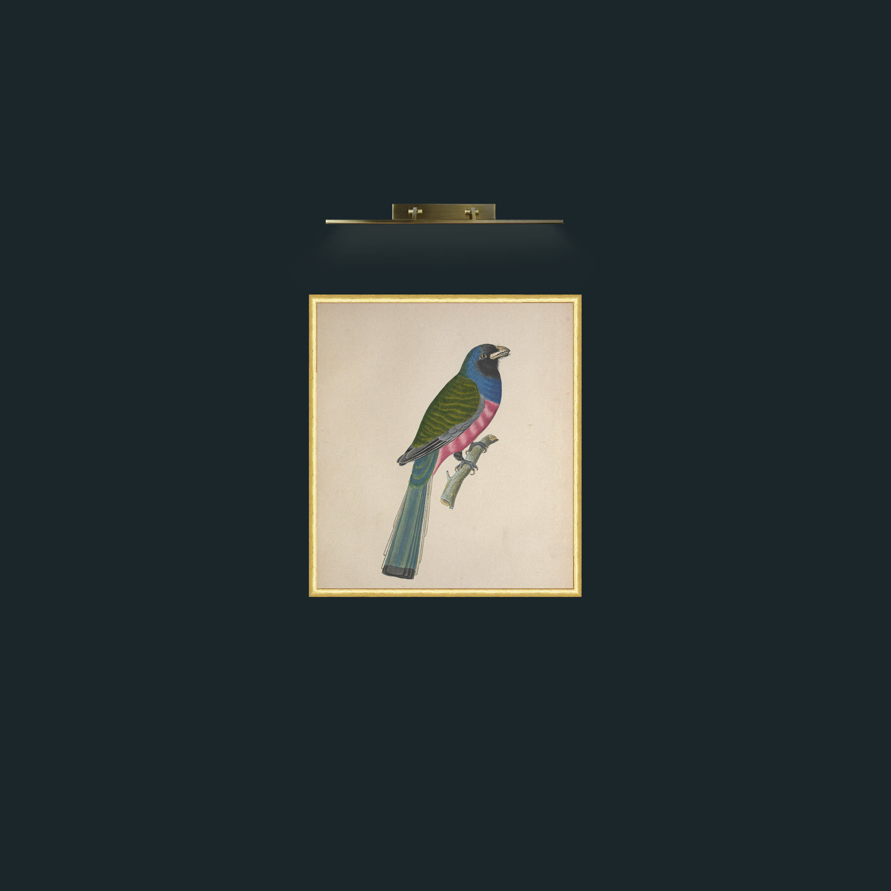 Art-Aurantius TrogonFrame-3RoundedGilt-Art-Aurantius Trogon.jpg