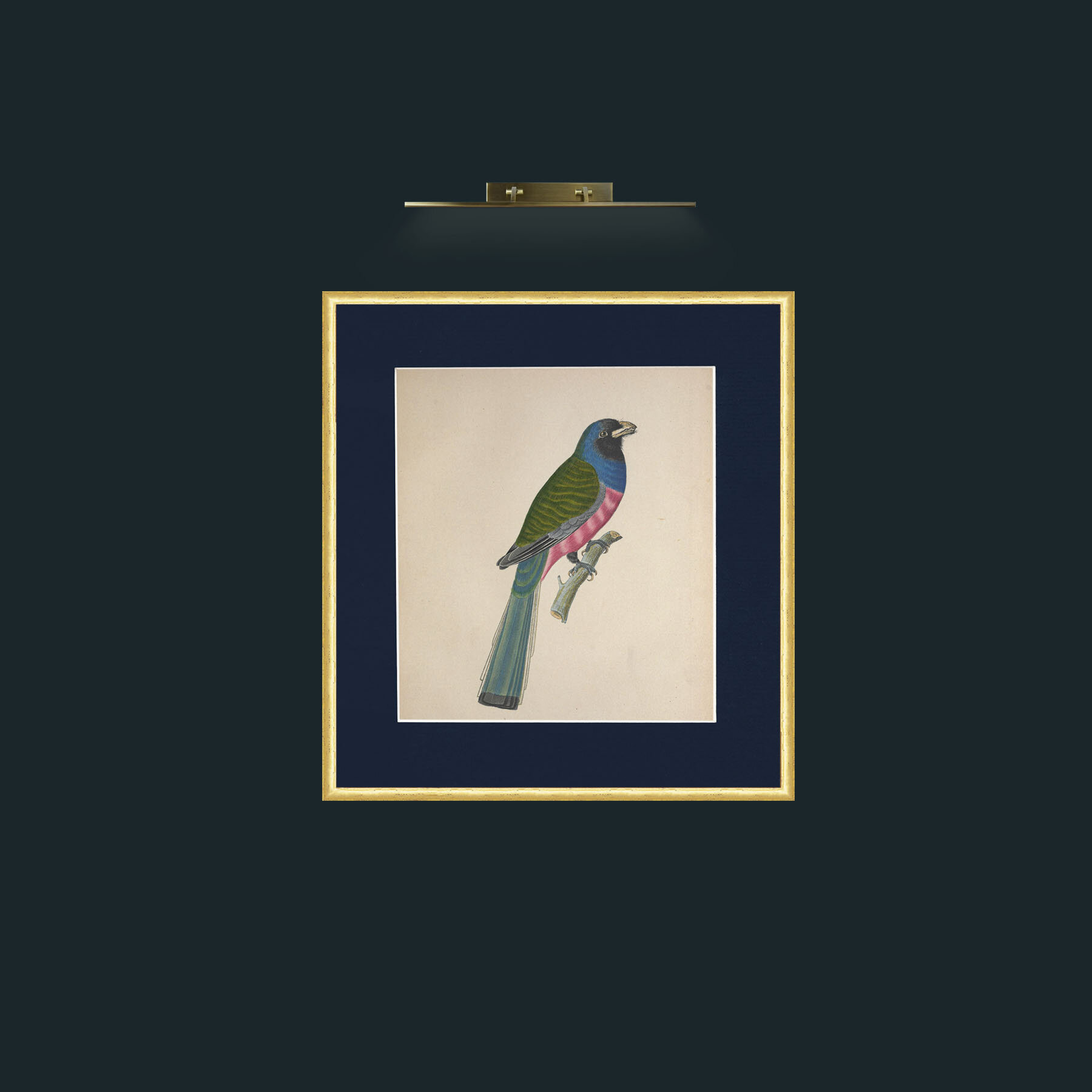 Art-Aurantius TrogonFrame-3RoundedGilt-Mount-3Blue-Art-Aurantius Trogon.jpg