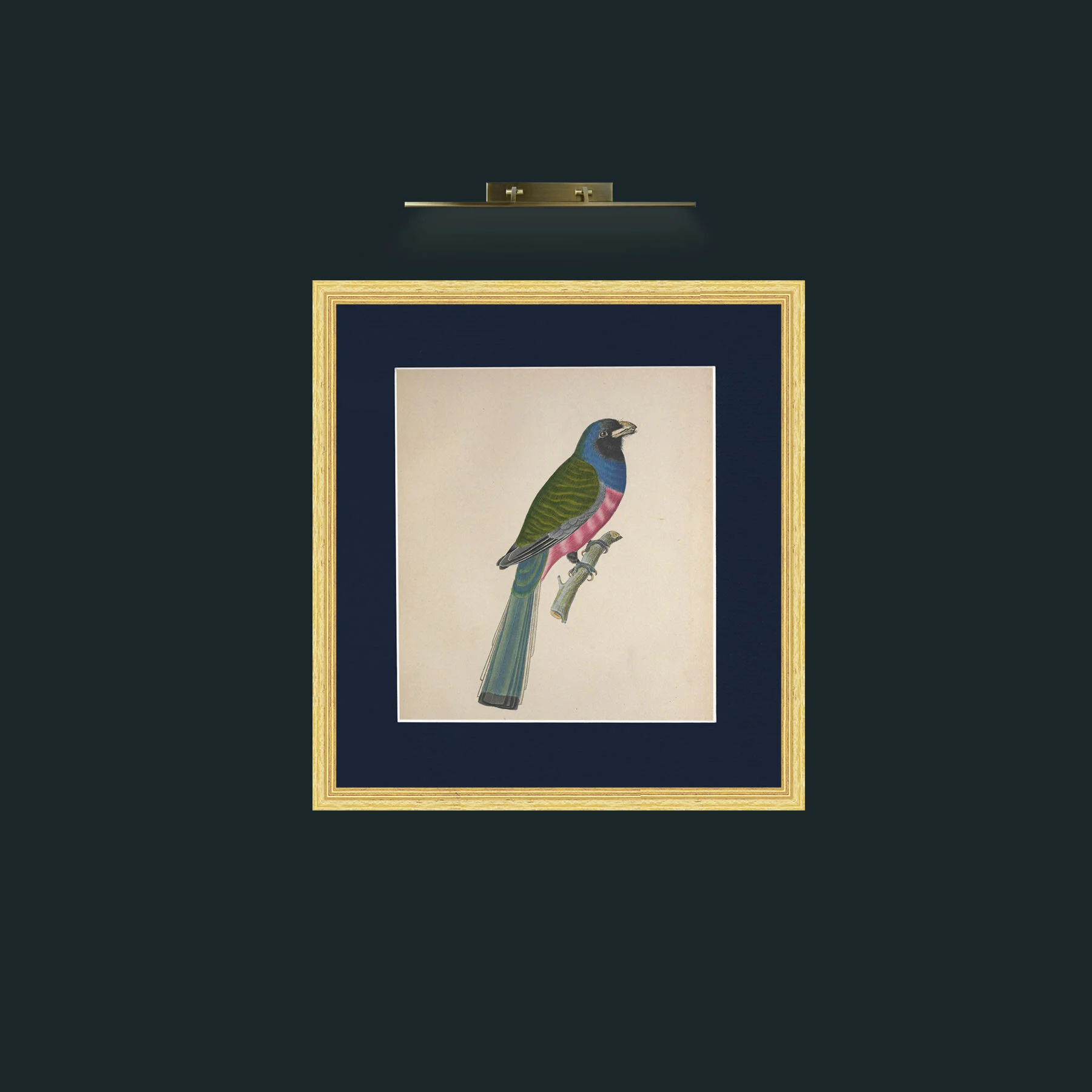 Art-Aurantius TrogonFrame-4BevelledGilt-Mount-3Blue-Art-Aurantius Trogon.jpg