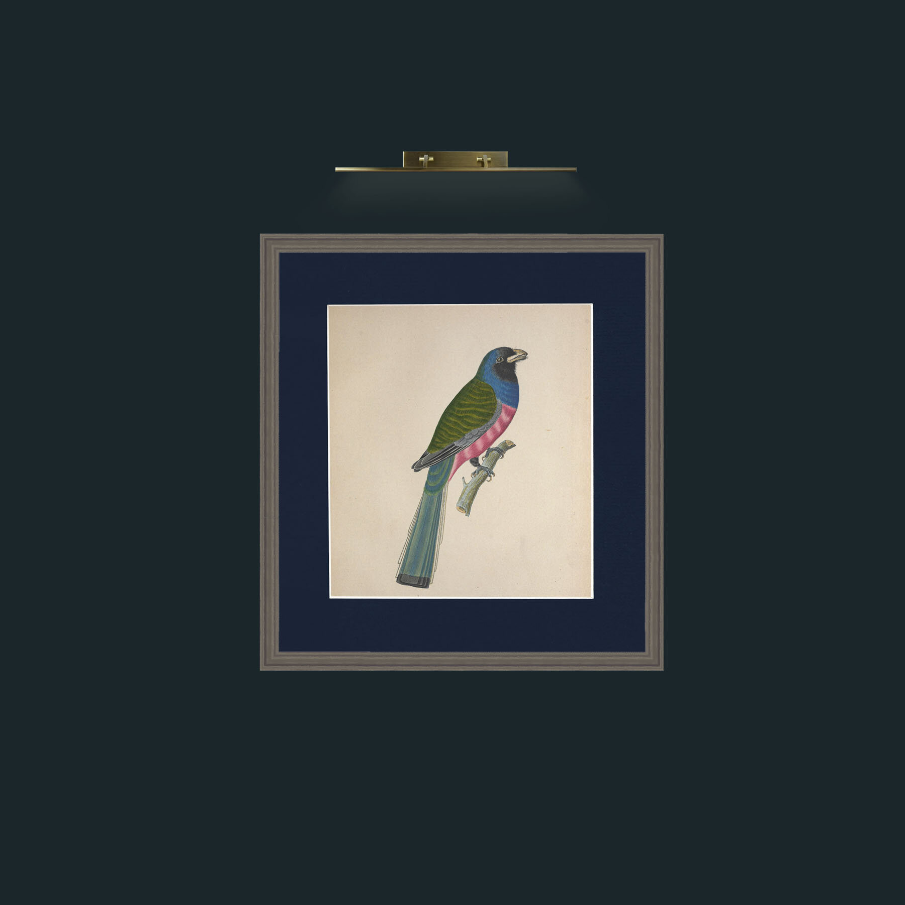 Art-Aurantius TrogonFrame-6Grey-Mount-3Blue-Art-Aurantius Trogon.jpg