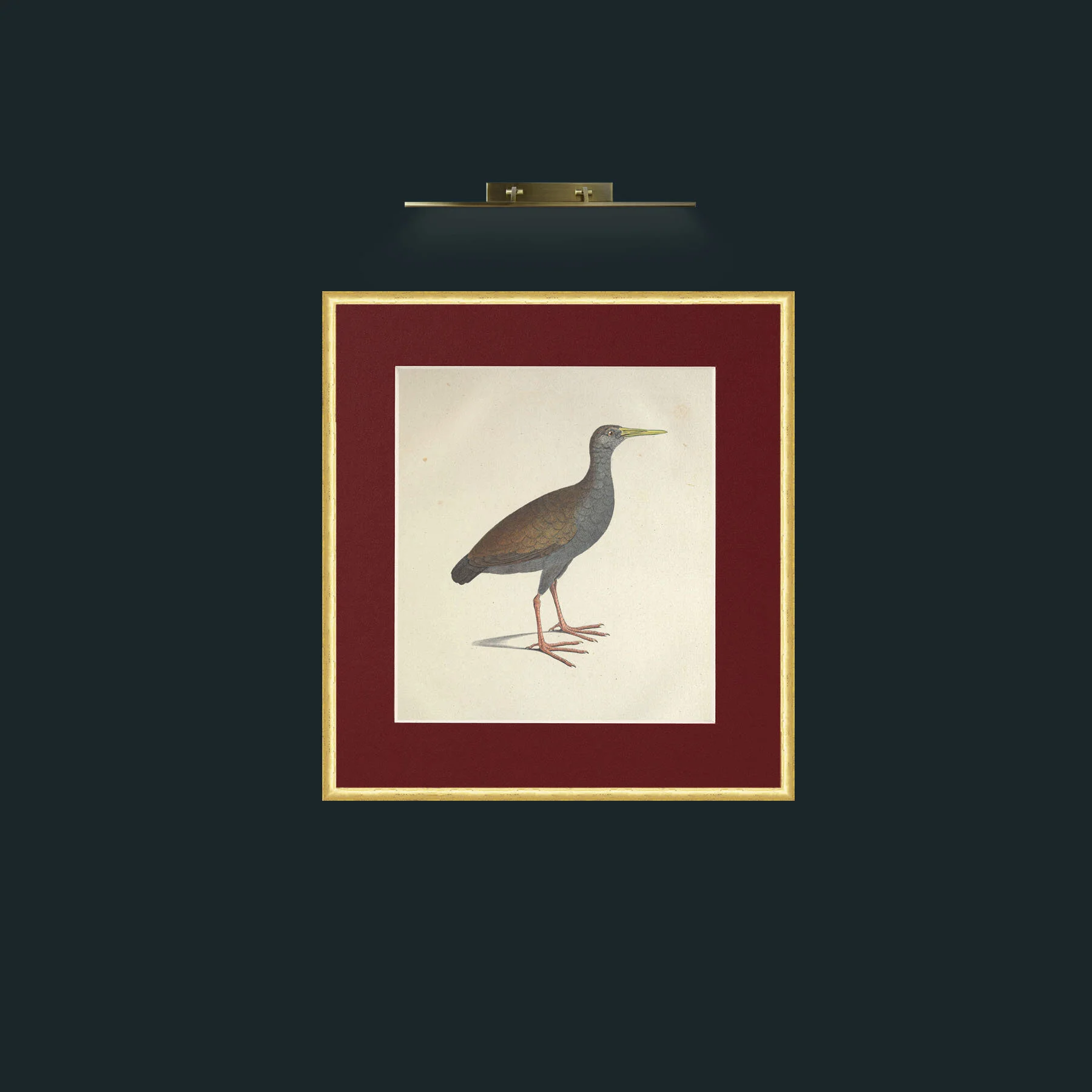 Art-Caesia GallinulaFrame-3RoundedGilt-Mount-4Red-Art-Caesia Gallinula.jpg