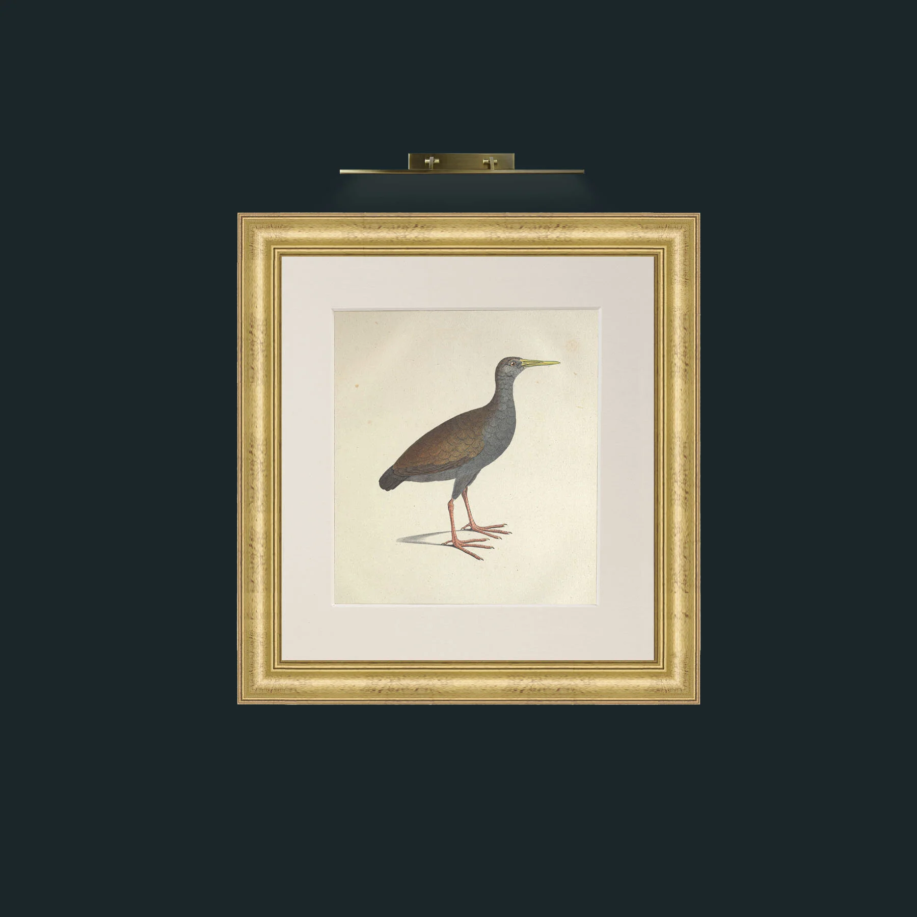 Art-Caesia GallinulaFrame-9WideGilt-Mount-1Antique-Art-Caesia Gallinula.jpg