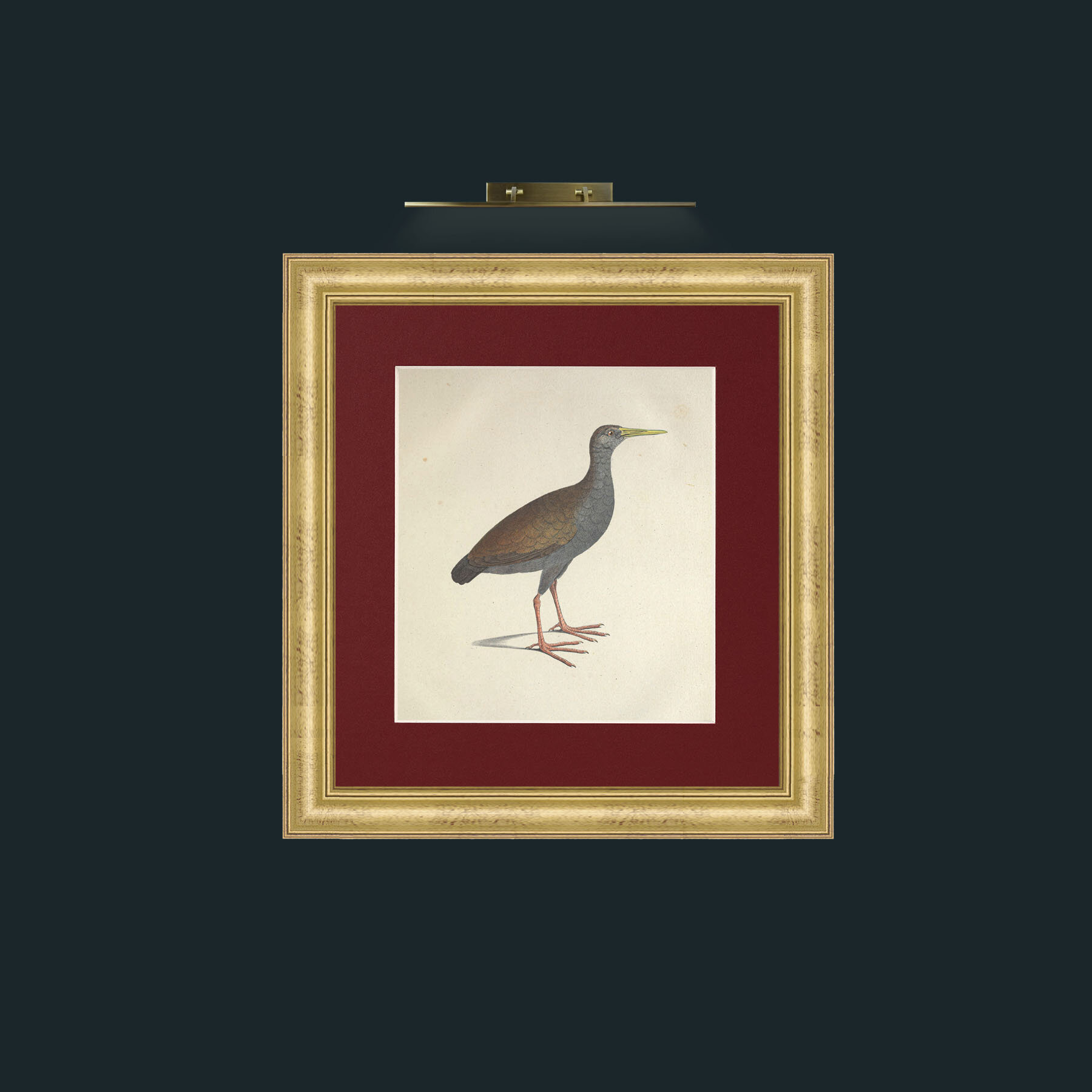 Art-Caesia GallinulaFrame-9WideGilt-Mount-4Red-Art-Caesia Gallinula.jpg