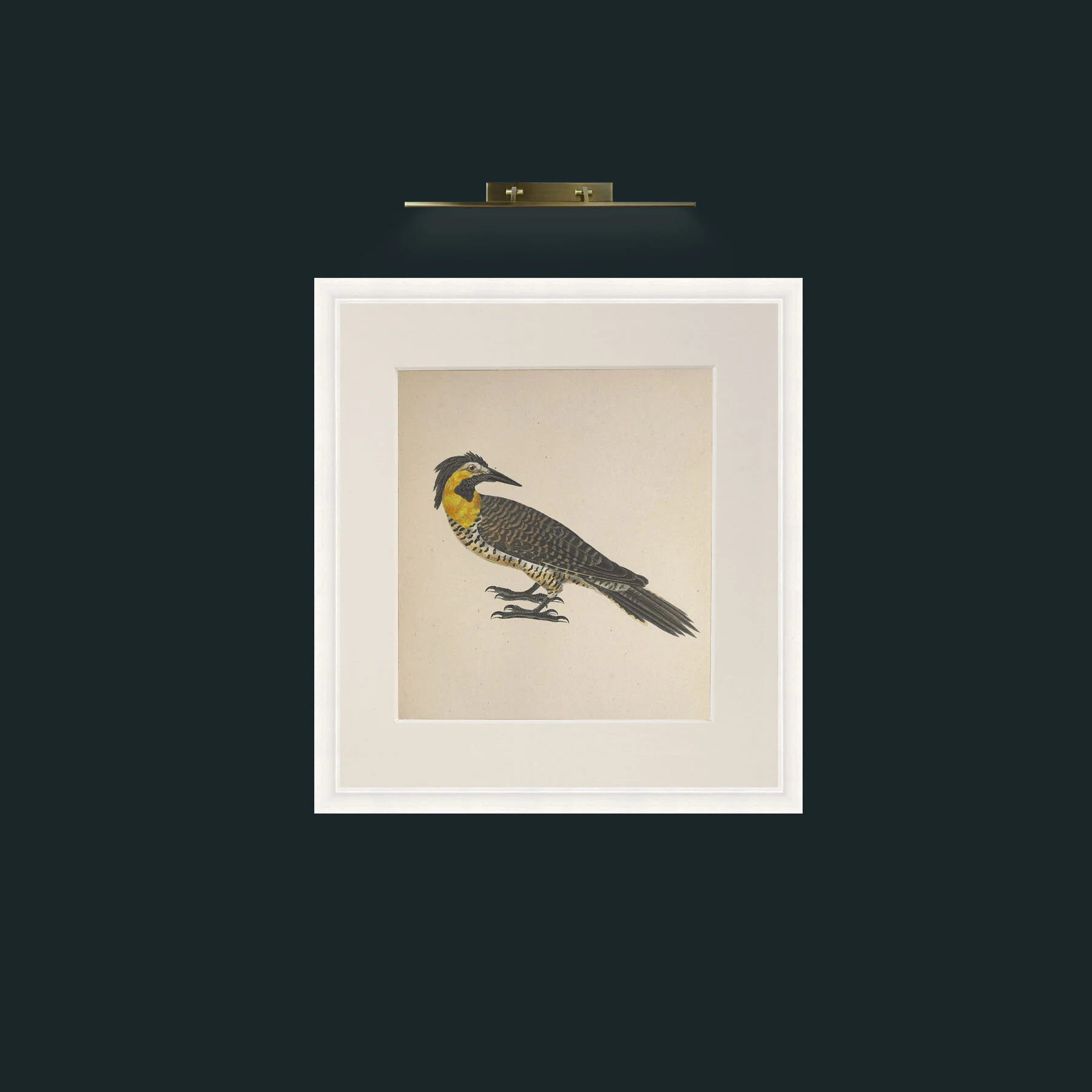 Art-Campestris Picus Frame-5White-Mount-1Antique-Art-Campestris Picus .jpg