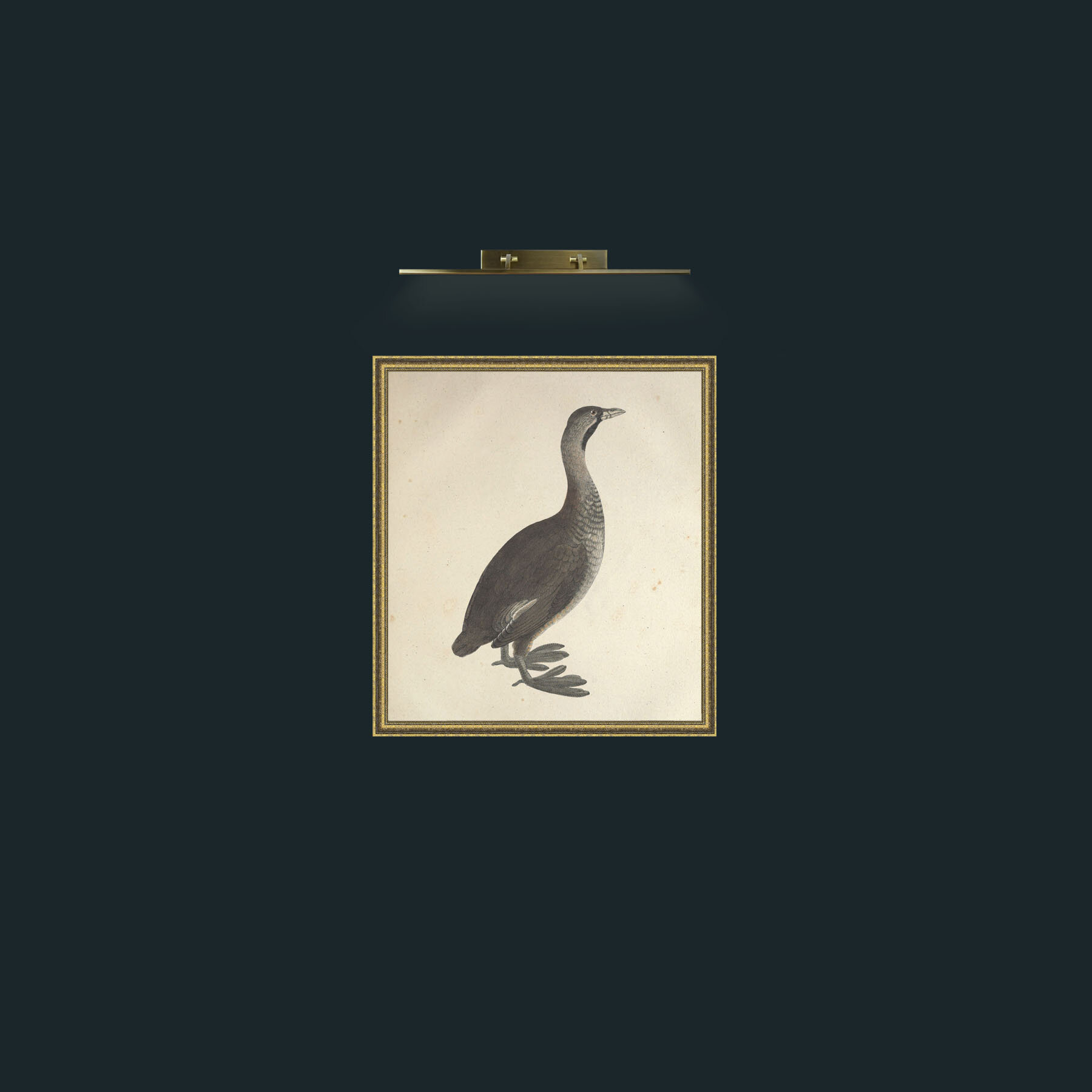 Art-Carolinensis PodicepsFrame-1GiltTextured-Art-Carolinensis Podiceps.jpg