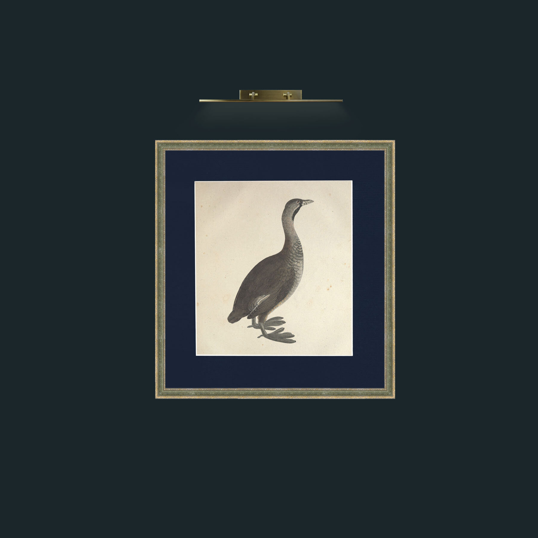 Art-Carolinensis PodicepsFrame-2GreenGiltTextured-Mount-3Blue-Art-Carolinensis Podiceps.jpg