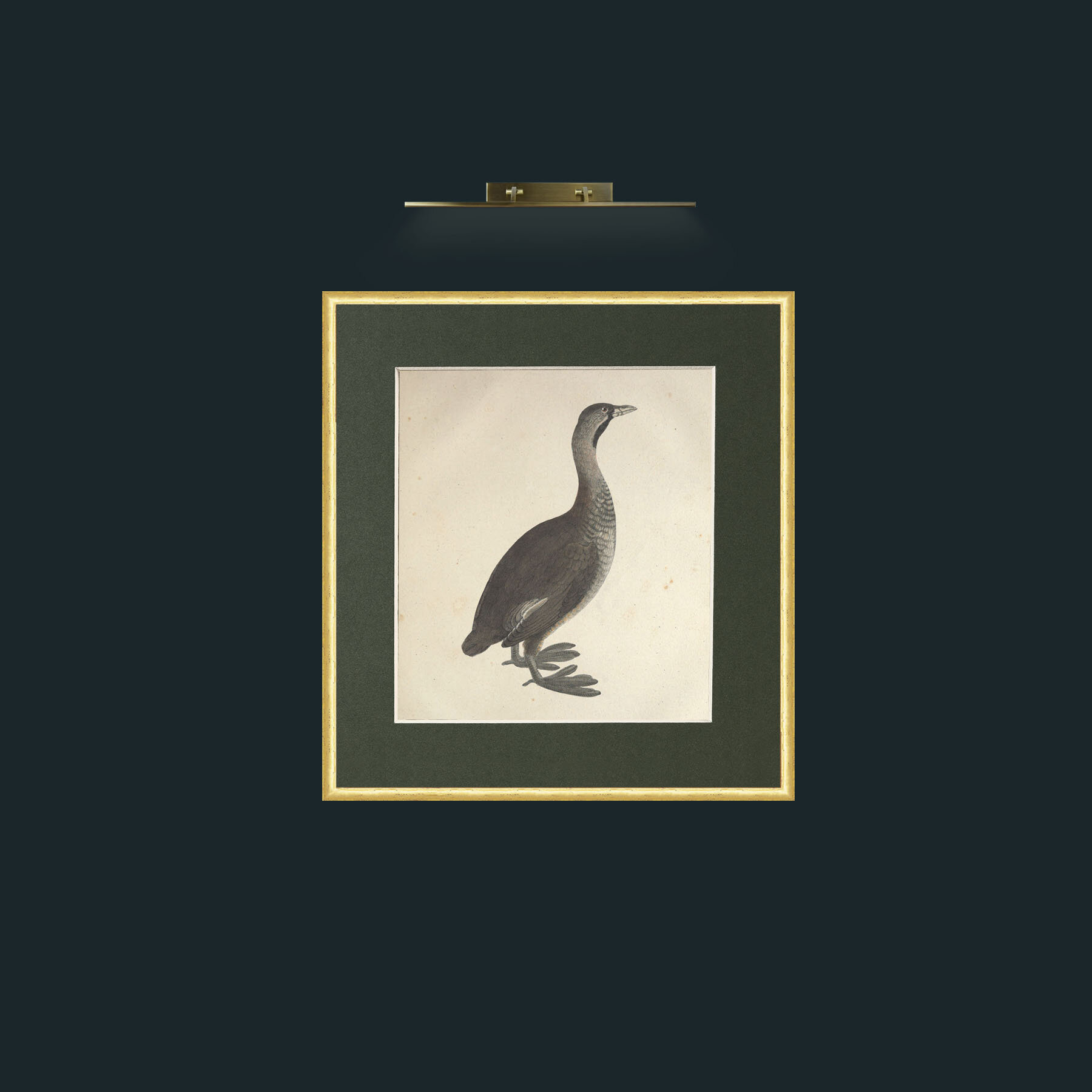 Art-Carolinensis PodicepsFrame-3RoundedGilt-Mount-2Green-Art-Carolinensis Podiceps.jpg