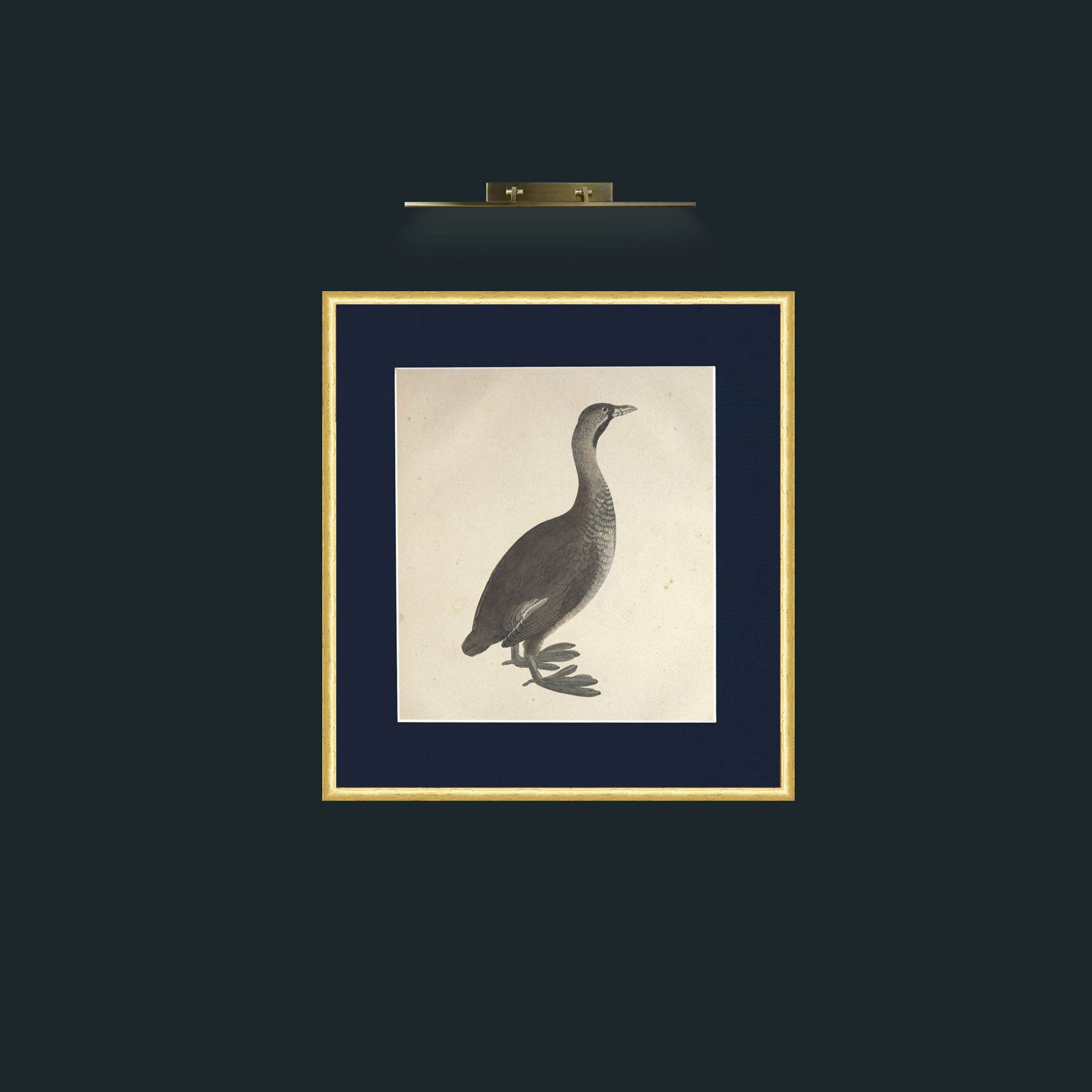 Art-Carolinensis PodicepsFrame-3RoundedGilt-Mount-3Blue-Art-Carolinensis Podiceps.jpg