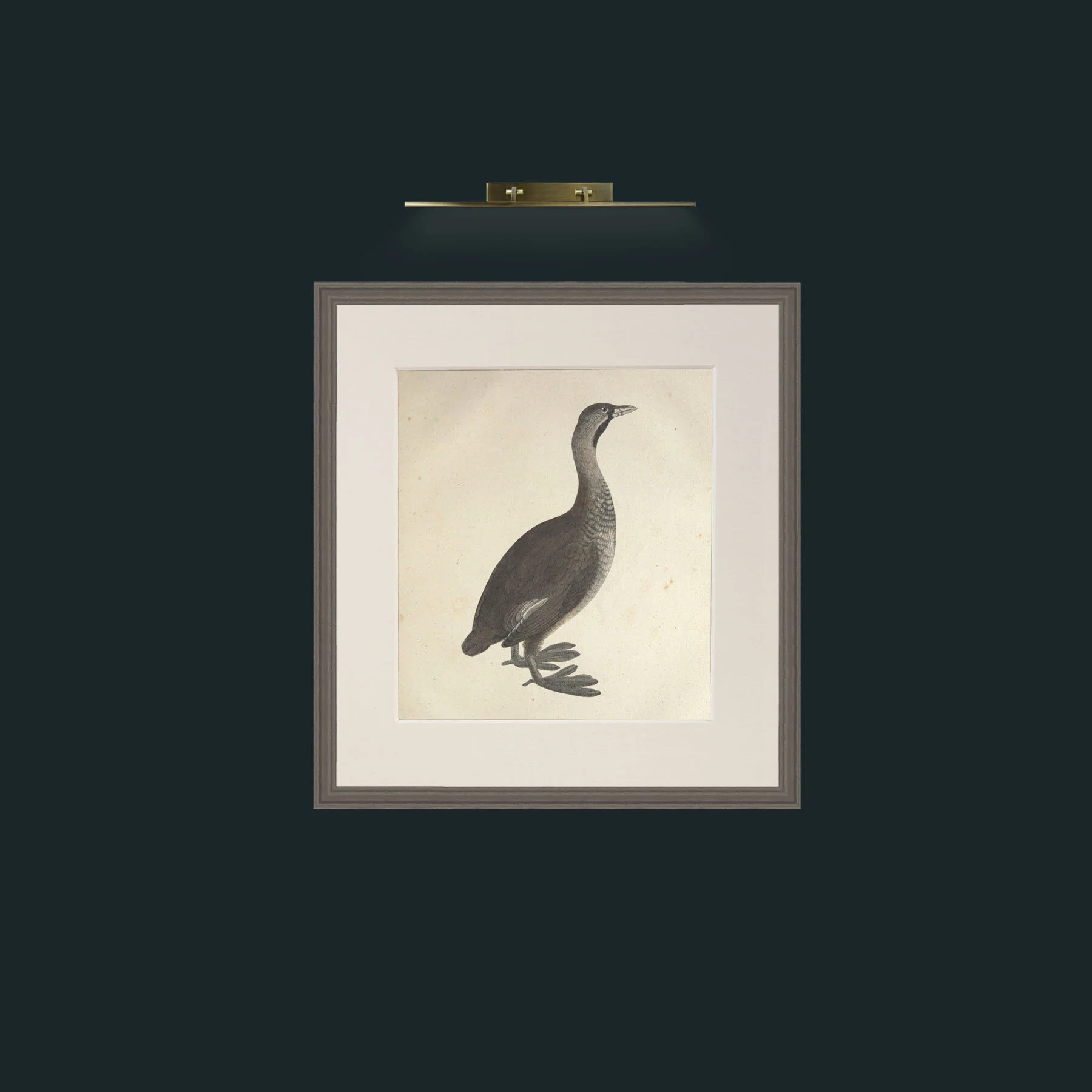 Art-Carolinensis PodicepsFrame-6Grey-Mount-1Antique-Art-Carolinensis Podiceps.jpg
