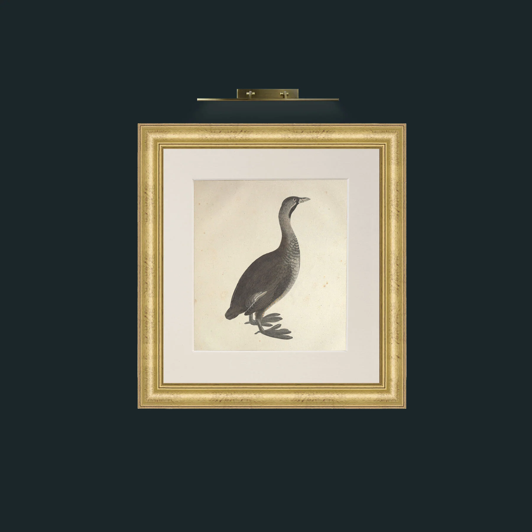 Art-Carolinensis PodicepsFrame-9WideGilt-Mount-1Antique-Art-Carolinensis Podiceps.jpg