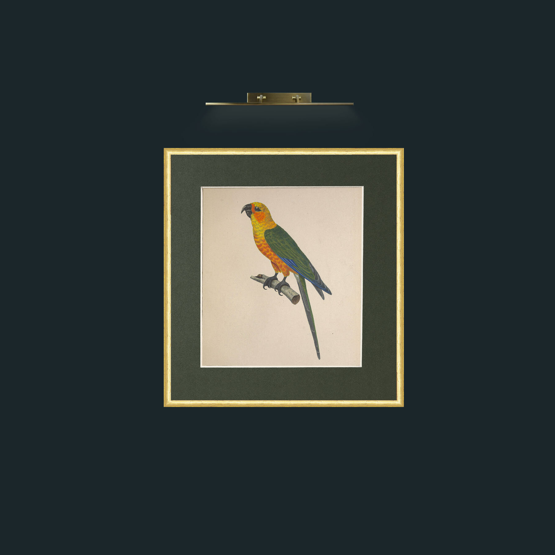 Art-Chrysocephalus AratingaFrame-3RoundedGilt-Mount-2Green-Art-Chrysocephalus Aratinga.jpg