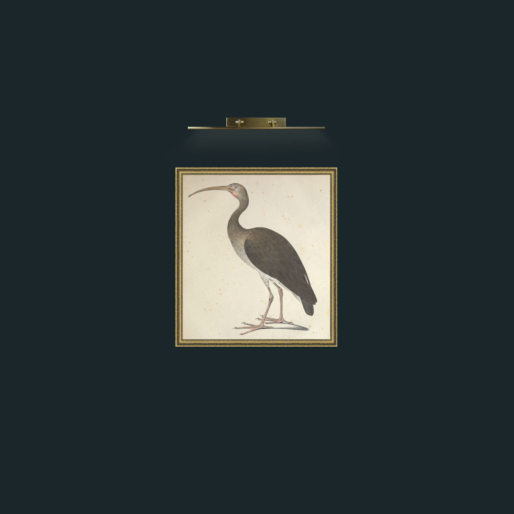 Art-Leucopygus IbisFrame-1GiltTextured-Art-Leucopygus Ibis.jpg