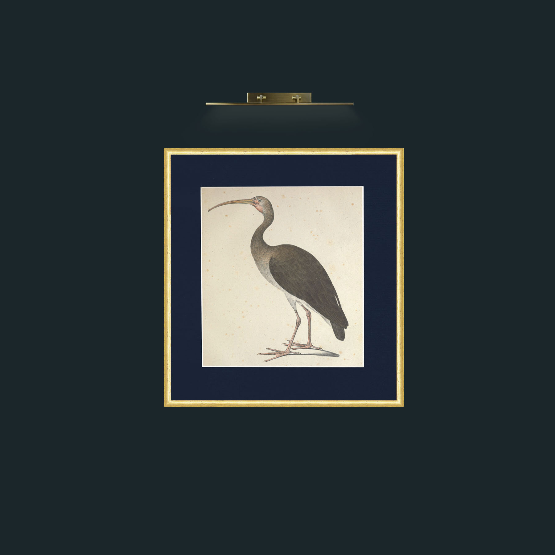 Art-Leucopygus IbisFrame-3RoundedGilt-Mount-3Blue-Art-Leucopygus Ibis.jpg
