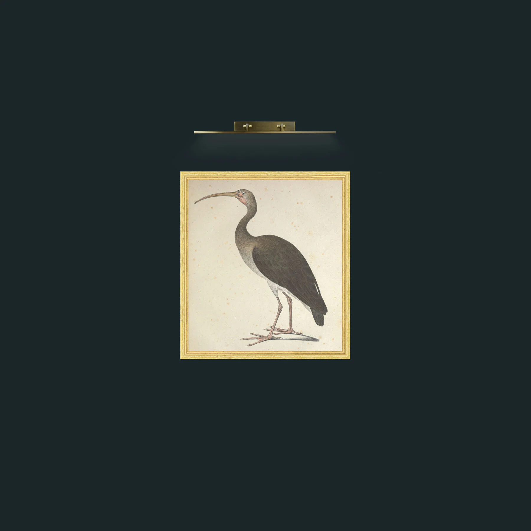 Art-Leucopygus IbisFrame-4BevelledGilt-Art-Leucopygus Ibis.jpg