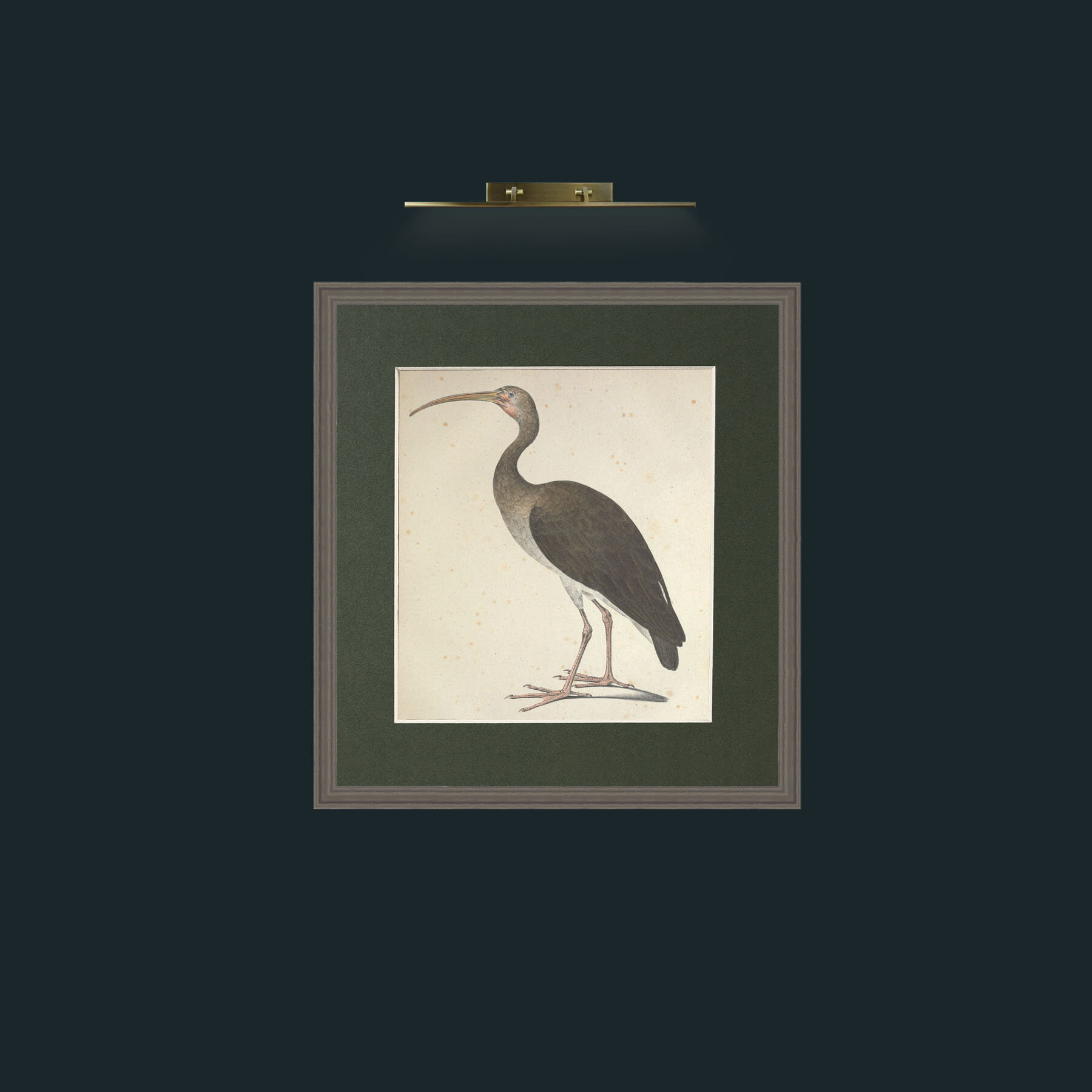 Art-Leucopygus IbisFrame-6Grey-Mount-2Green-Art-Leucopygus Ibis.jpg