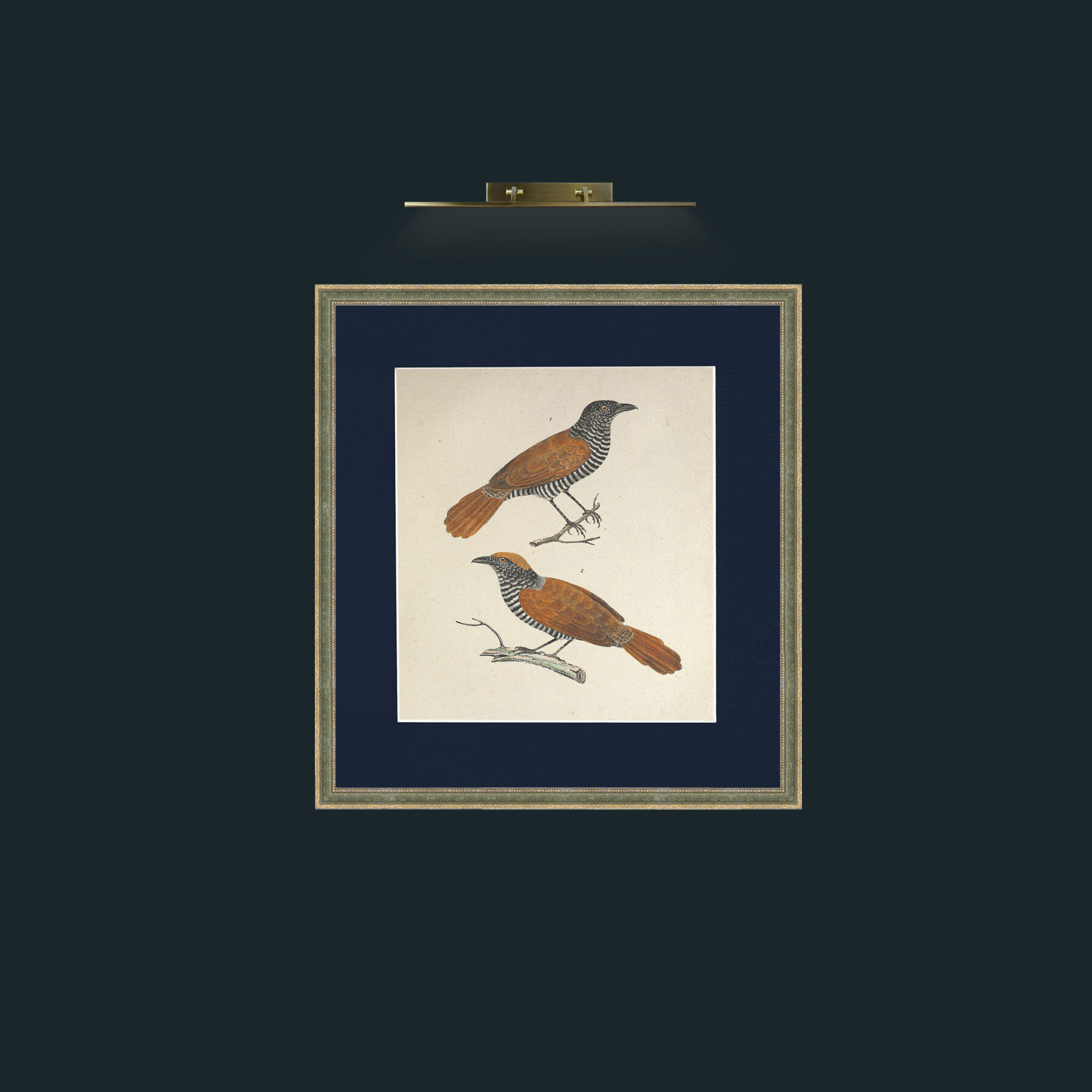 Art-Lineatus ThamnophilusFrame-2GreenGiltTextured-Mount-3Blue-Art-Lineatus Thamnophilus.jpg