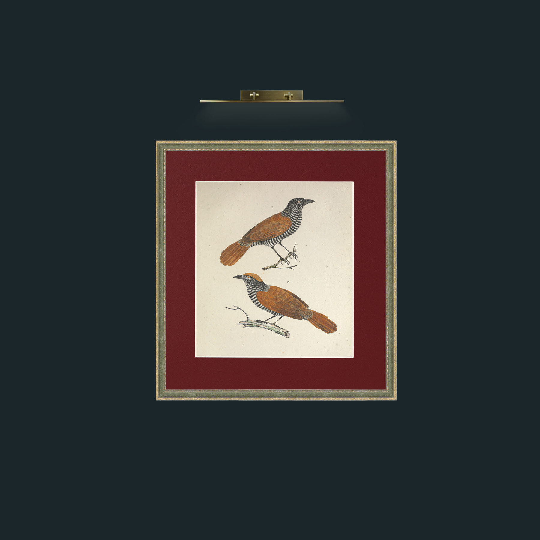 Art-Lineatus ThamnophilusFrame-2GreenGiltTextured-Mount-4Red-Art-Lineatus Thamnophilus.jpg