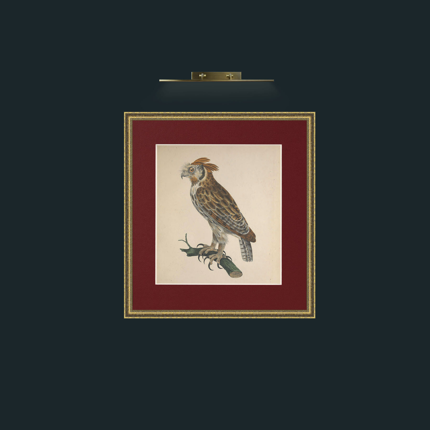 Art-Longirostris StrixFrame-1GiltTextured-Mount-4Red-Art-Longirostris Strix.jpg