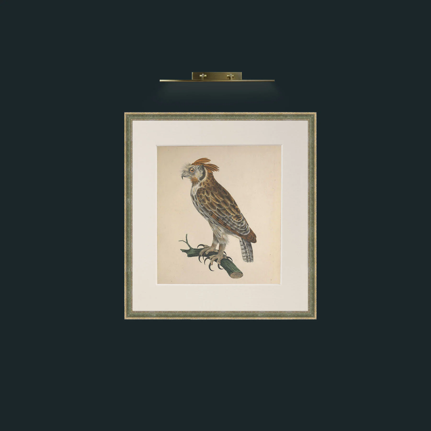 Art-Longirostris StrixFrame-2GreenGiltTextured-Mount-1Antique-Art-Longirostris Strix.jpg