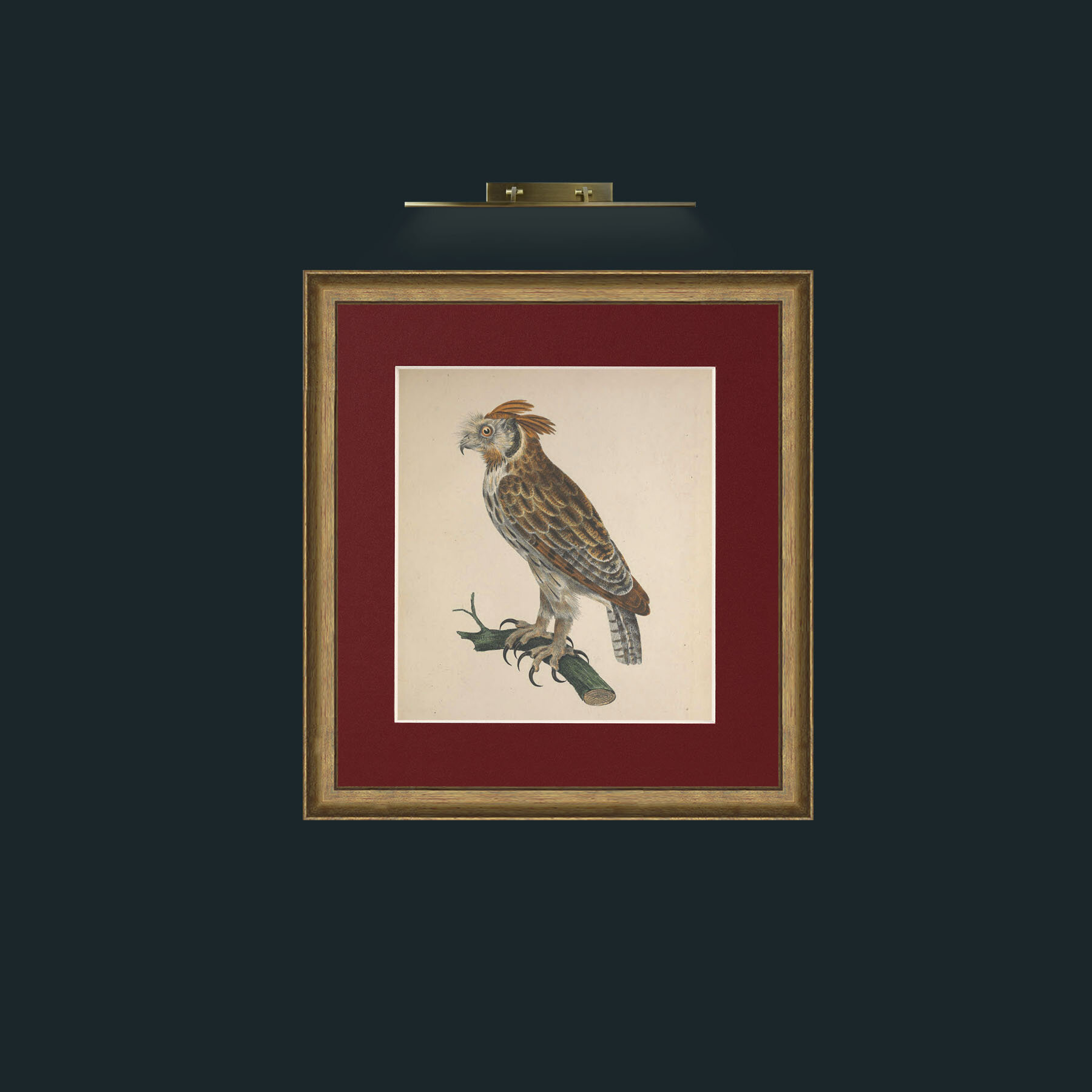 Art-Longirostris StrixFrame-8RedGreenGilt-Mount-4Red-Art-Longirostris Strix.jpg