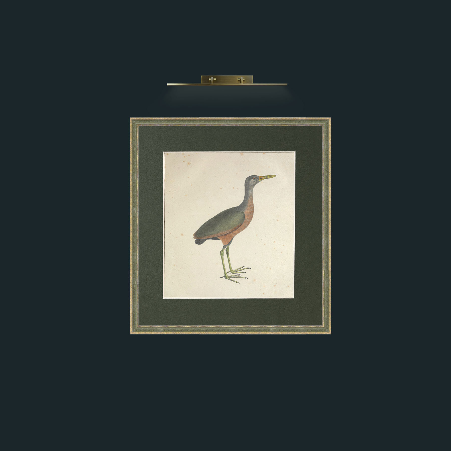 Art-Mangle GallinulaFrame-2GreenGiltTextured-Mount-2Green-Art-Mangle Gallinula.jpg