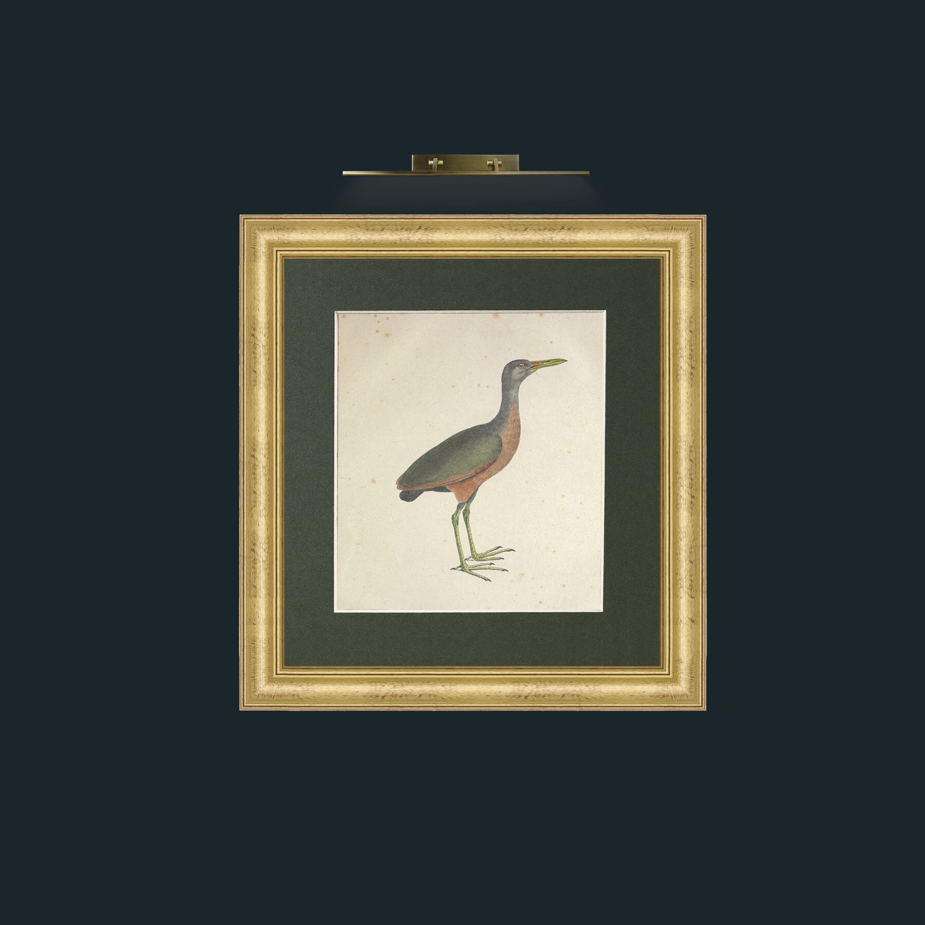 Art-Mangle GallinulaFrame-9WideGilt-Mount-2Green-Art-Mangle Gallinula.jpg