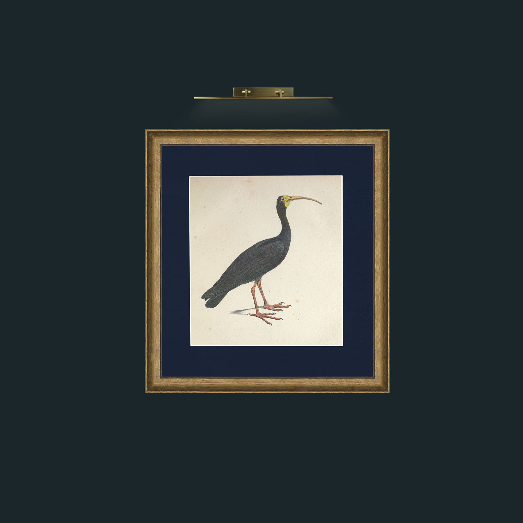 Art-Nudifrons IbisFrame-8RedGreenGilt-Mount-3Blue-Art-Nudifrons Ibis.jpg