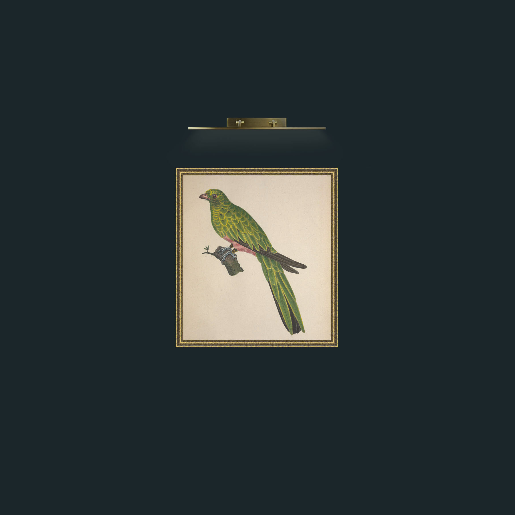 Art-Pavoninus TrogonFrame-1GiltTextured-Art-Pavoninus Trogon.jpg