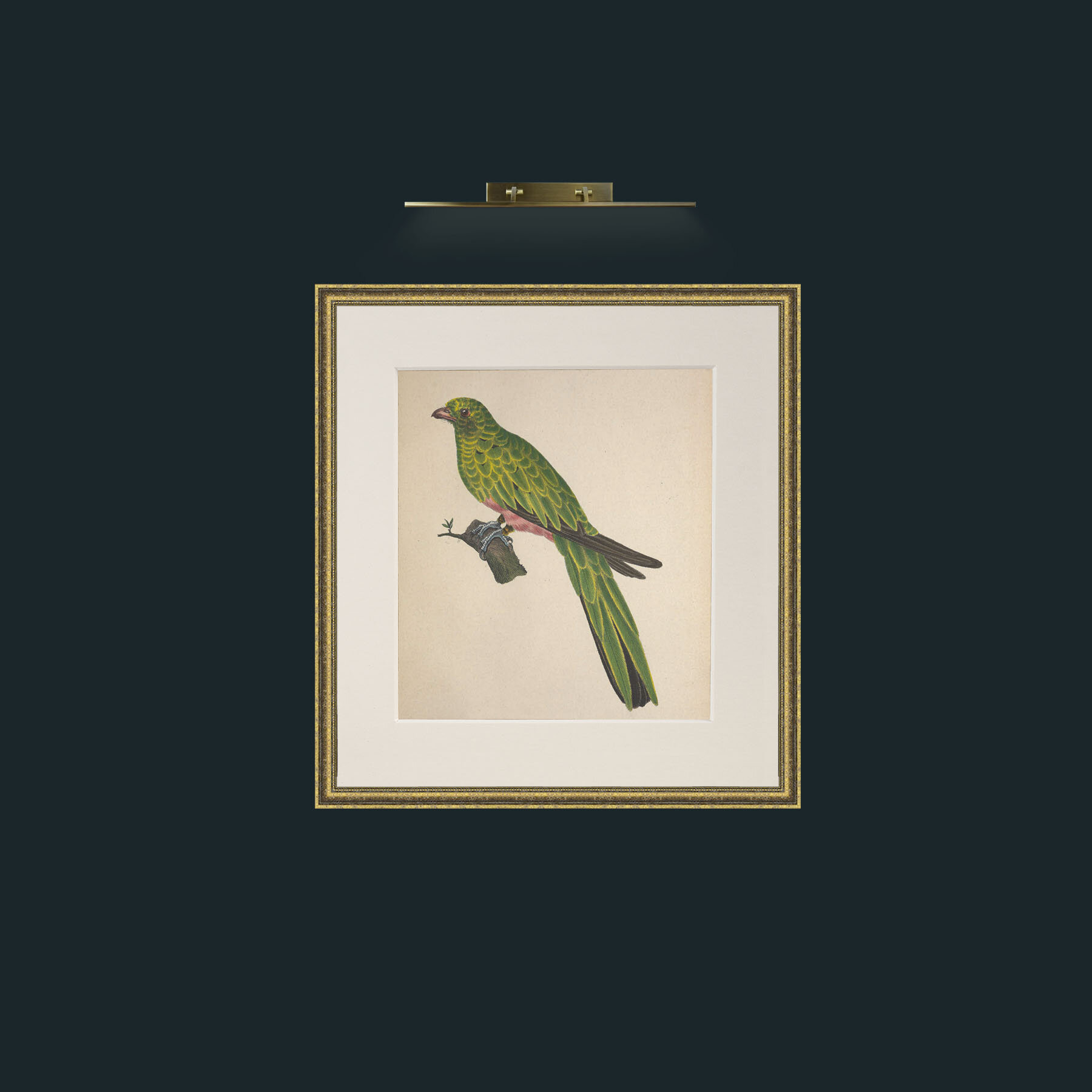 Art-Pavoninus TrogonFrame-1GiltTextured-Mount-1Antique-Art-Pavoninus Trogon.jpg