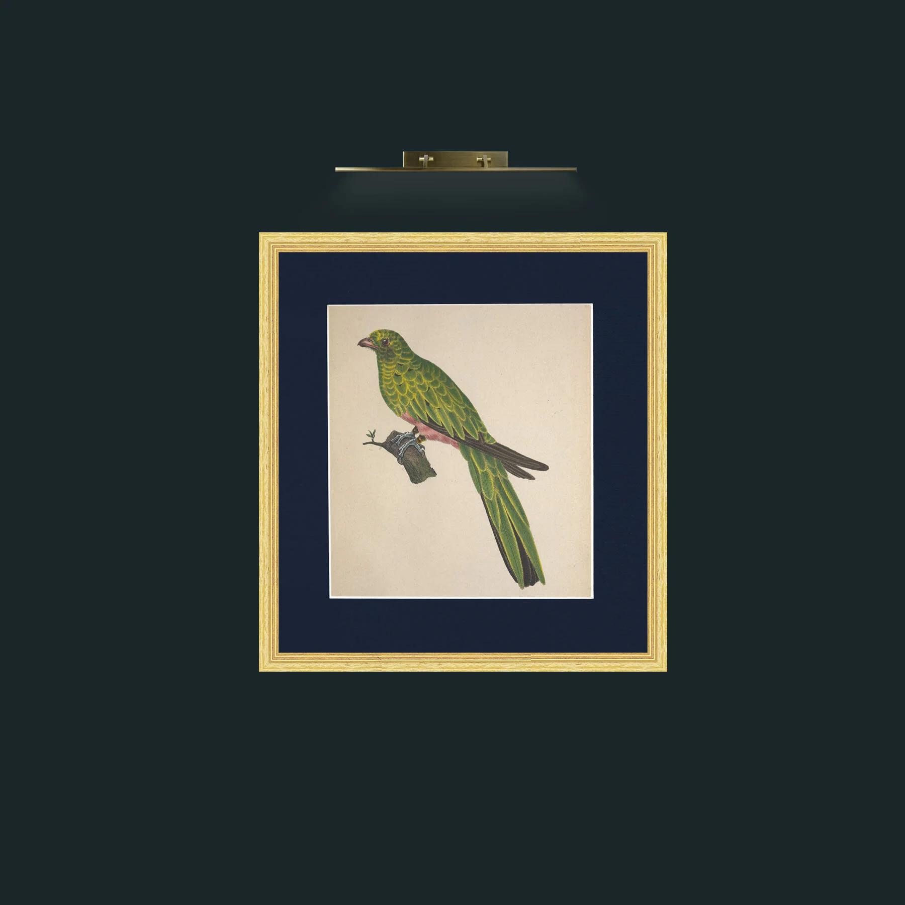 Art-Pavoninus TrogonFrame-4BevelledGilt-Mount-3Blue-Art-Pavoninus Trogon.jpg